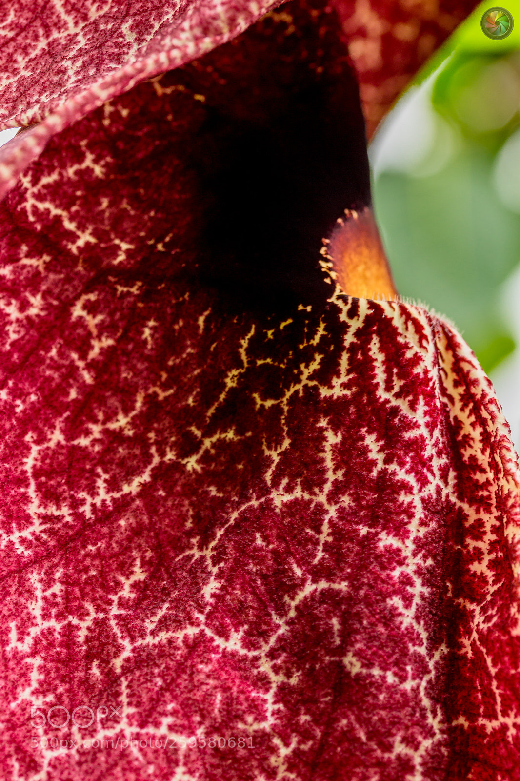 Sony SLT-A99V sample photo. Botanischen gartens st.gallen photography