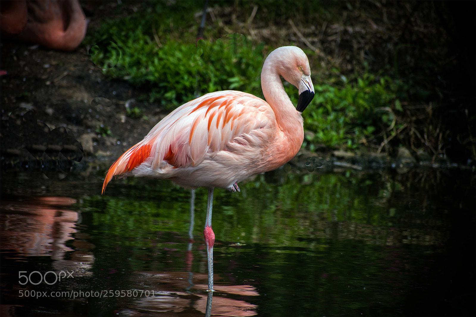Nikon D7200 sample photo. Pink flamingo photography