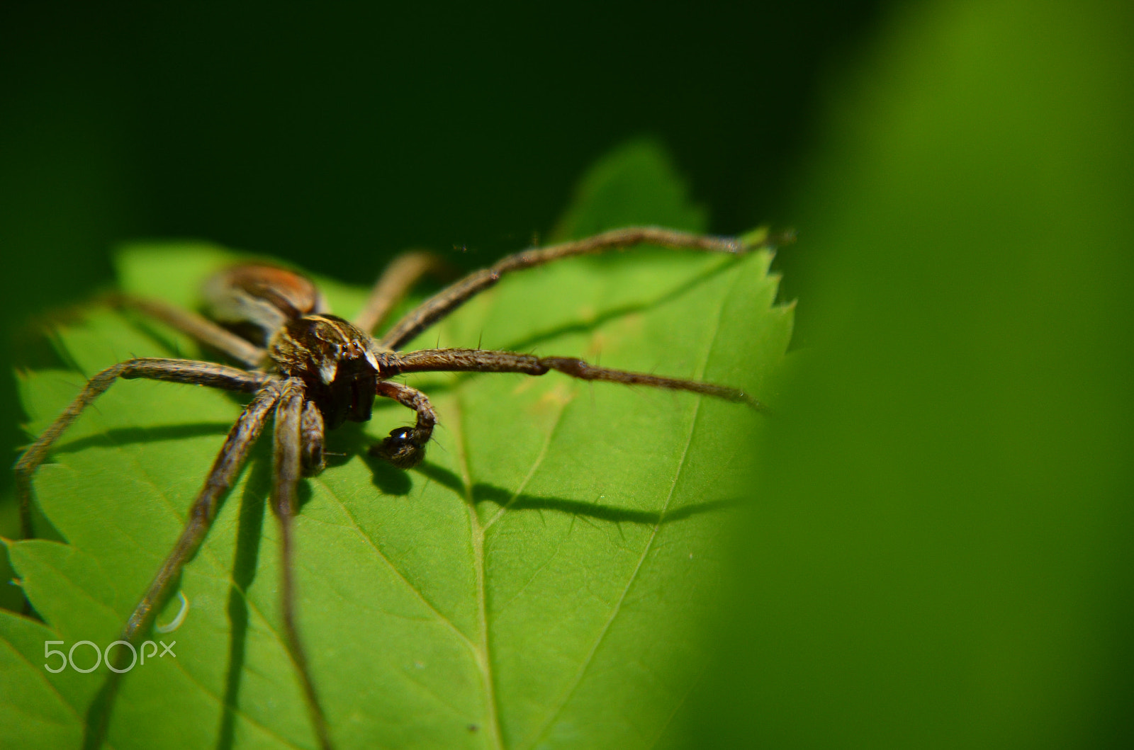 Nikon D5100 + Sigma 18-250mm F3.5-6.3 DC Macro OS HSM sample photo. Spinne_ photography