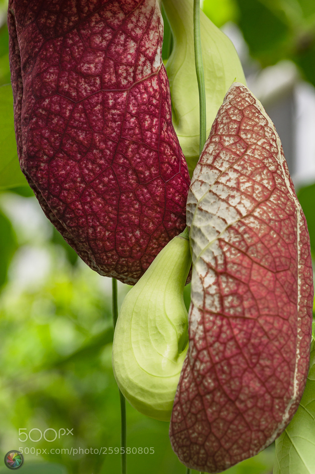 Sony SLT-A99V sample photo. Botanischen gartens st.gallen photography
