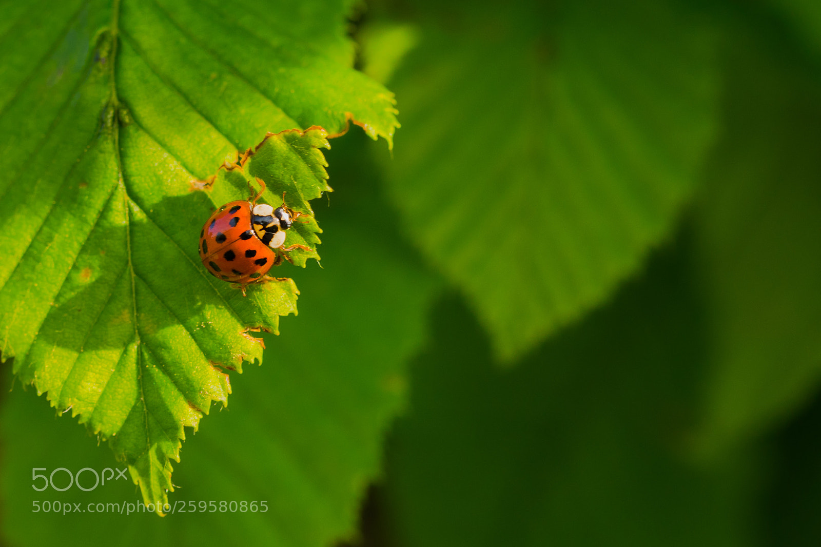 Canon EOS 5D Mark IV sample photo. Untitled photography