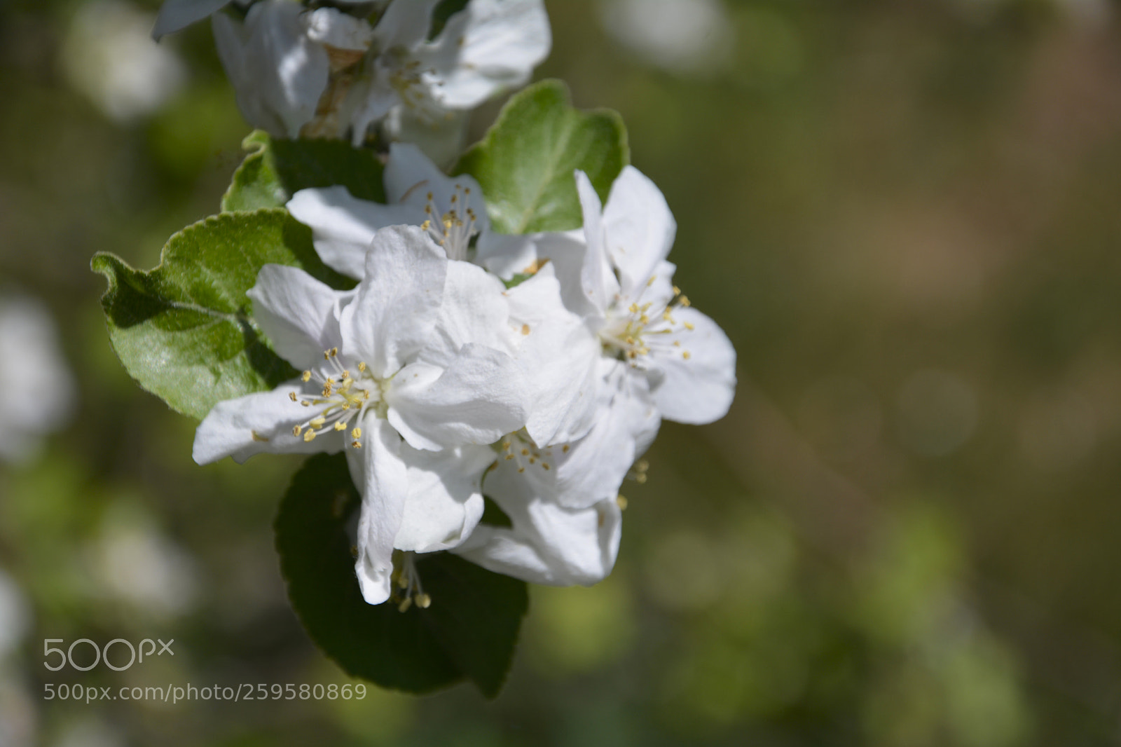 Nikon D7100 sample photo. Manzano photography