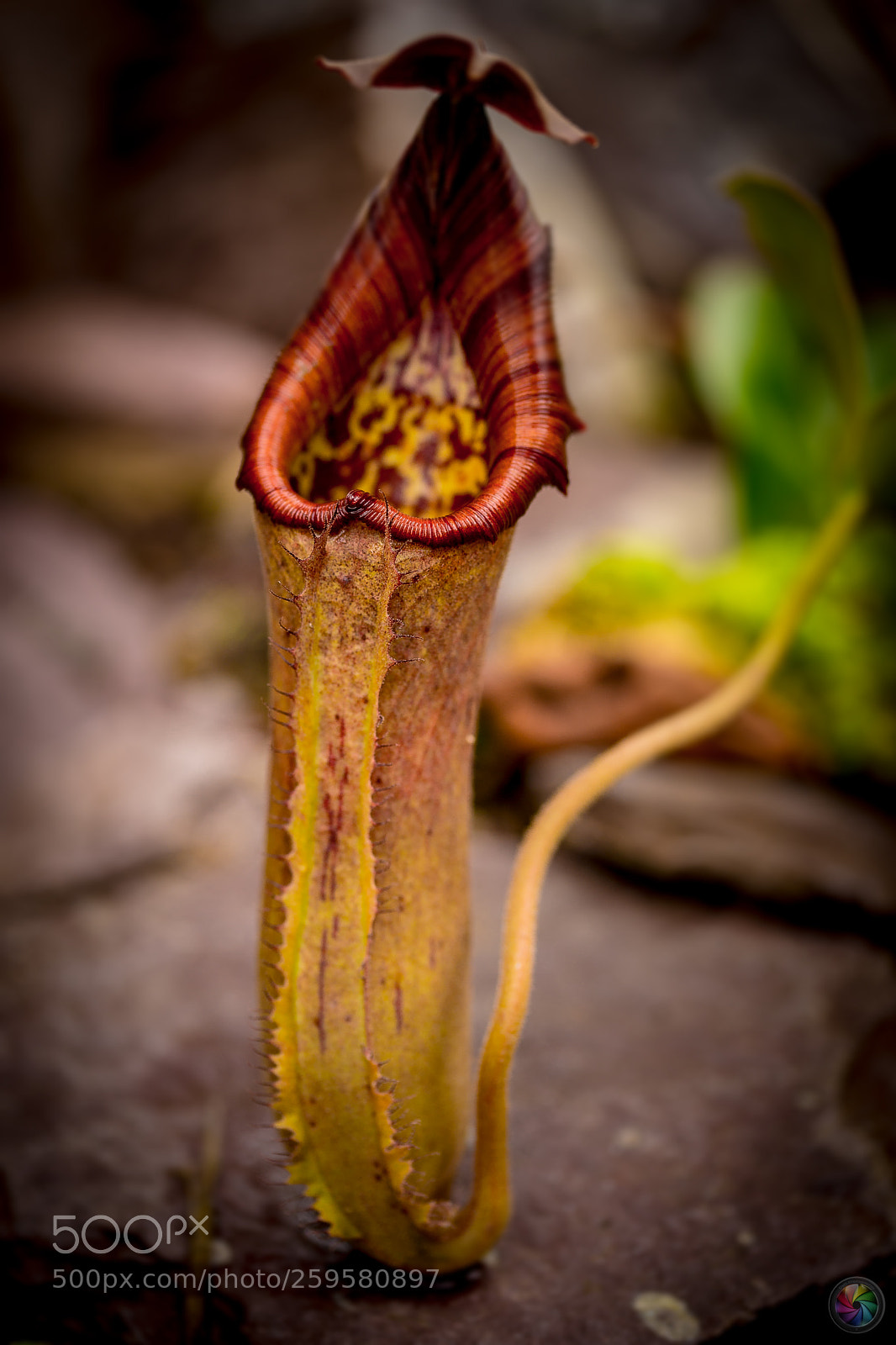 Sony SLT-A99V sample photo. Botanischen gartens st.gallen photography