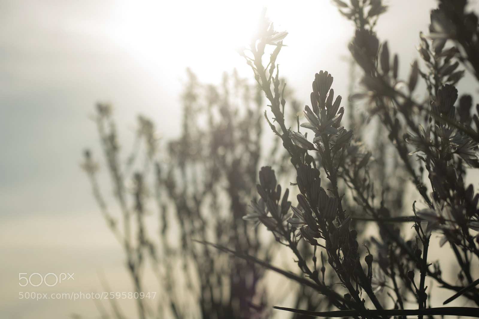 Canon EOS 750D (EOS Rebel T6i / EOS Kiss X8i) sample photo. Calmness photography