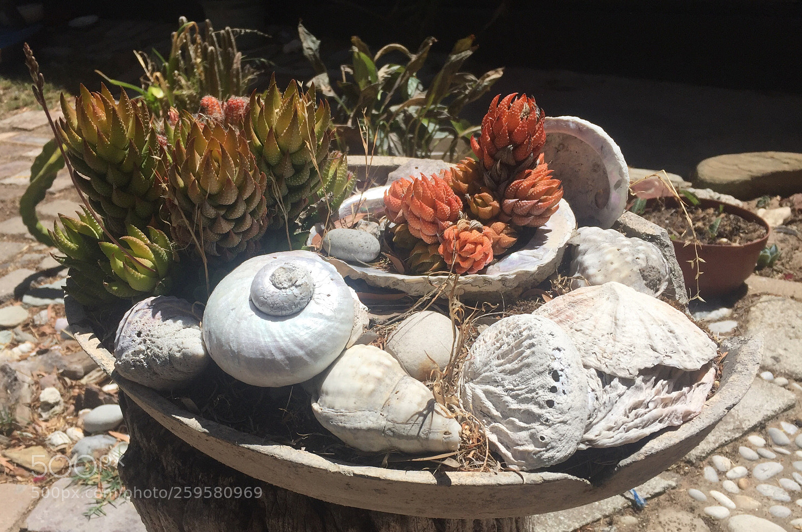 Apple iPhone 6 sample photo. West coast garden feature photography