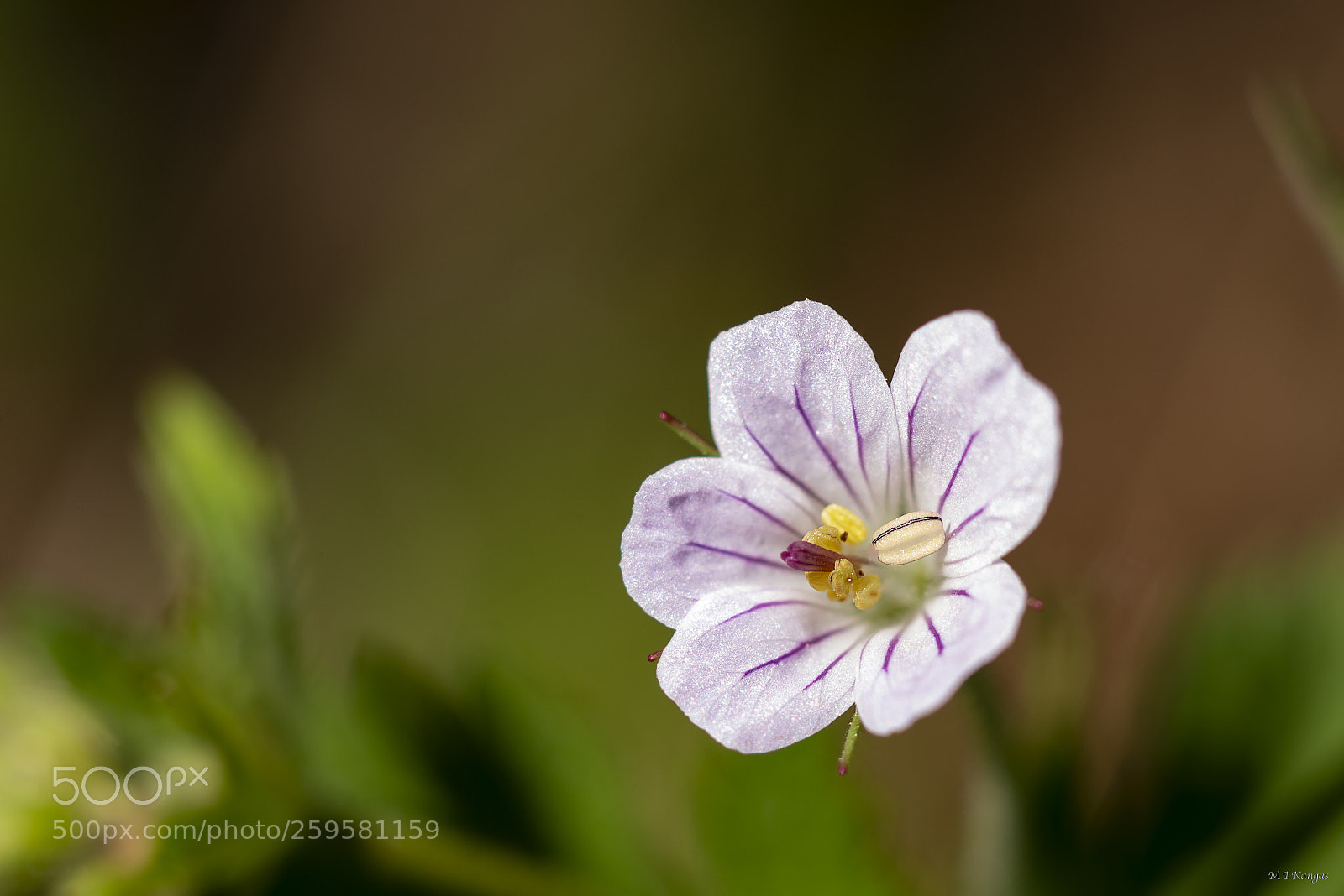 Nikon D610 sample photo. Unknown flower photography