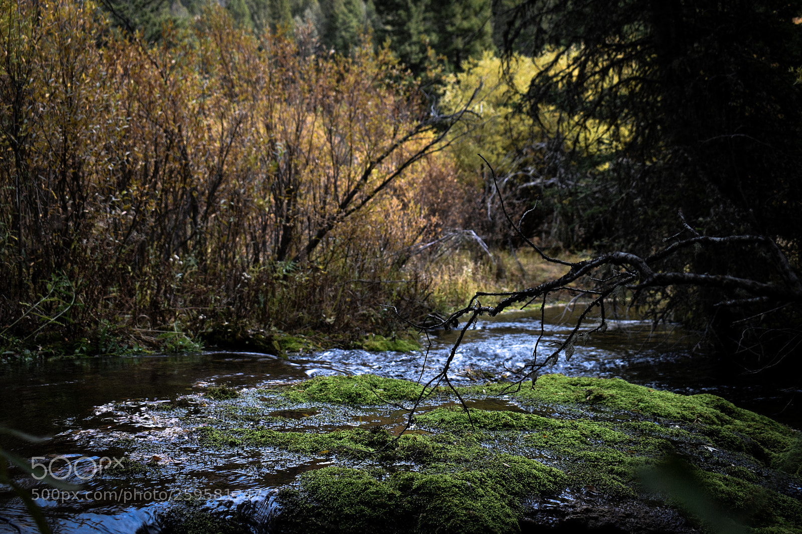 Nikon D5500 sample photo. Moss on lion creek photography