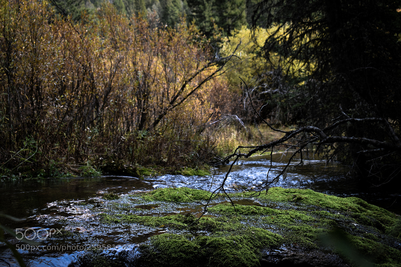 Nikon D5500 sample photo. Moss on lion creek photography