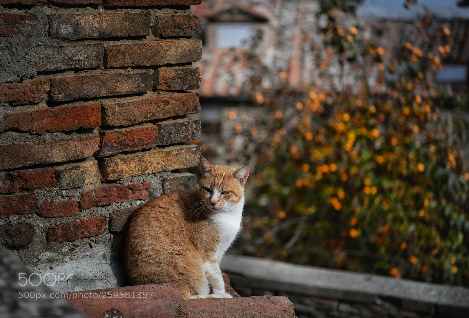 Nikon D610 sample photo. The cat on the photography