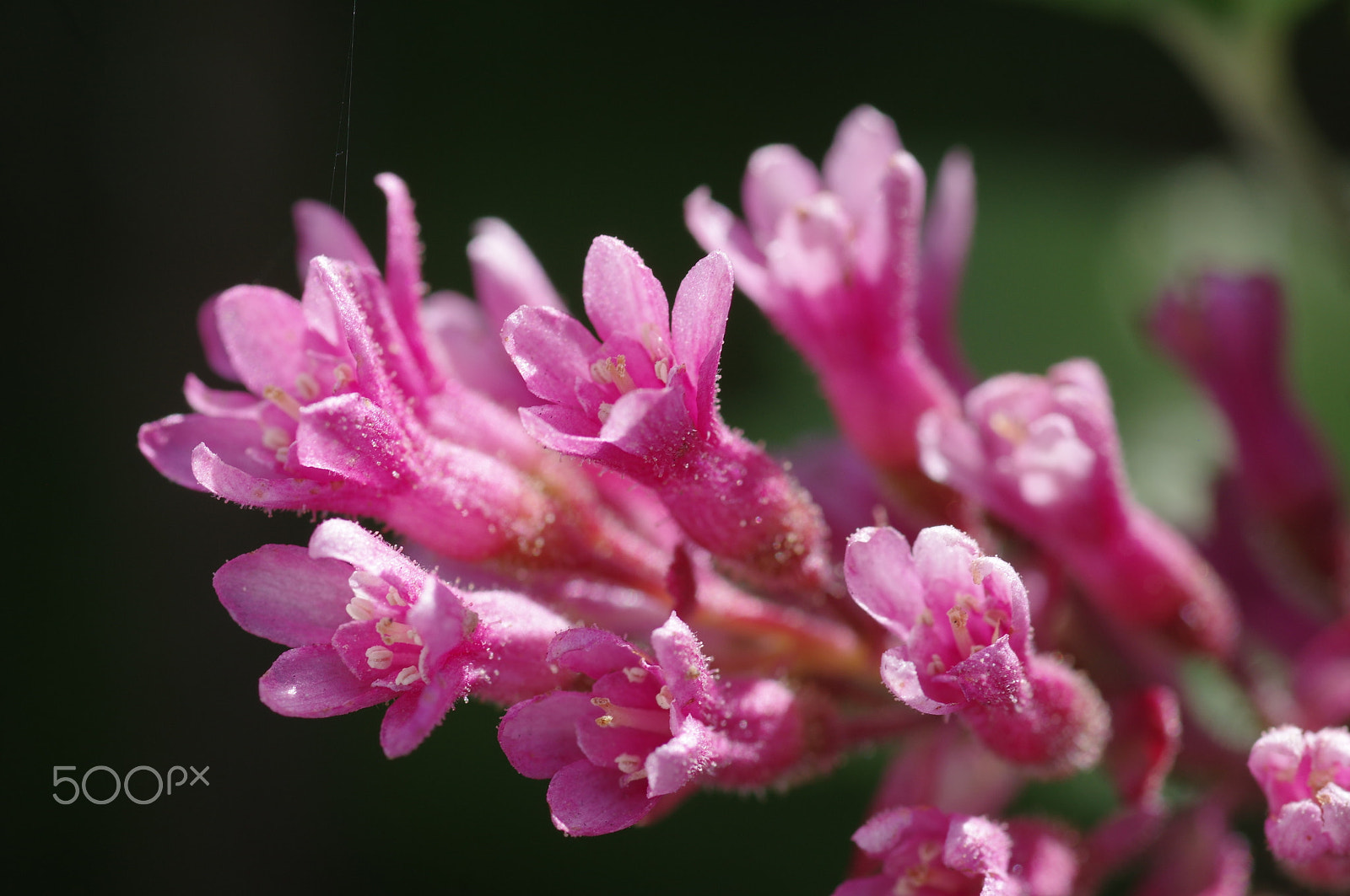 Pentax K-3 II + Pentax smc D-FA 100mm F2.8 Macro WR sample photo. Redflower currant photography