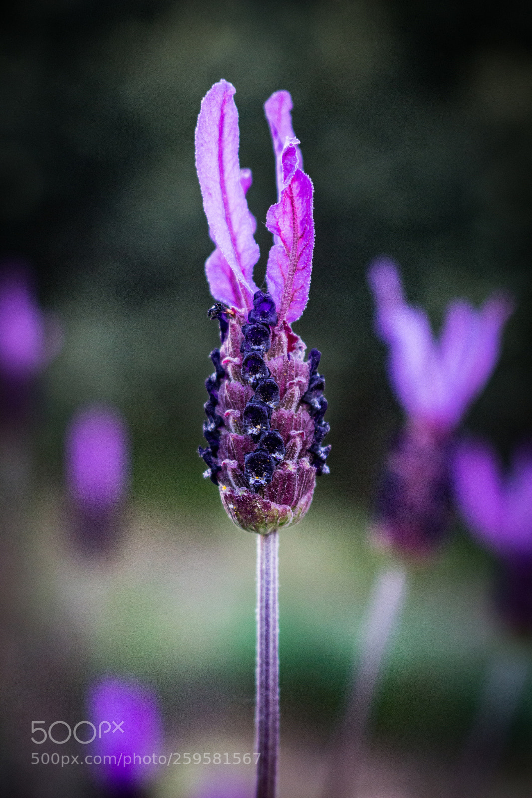 Canon EOS 100D (EOS Rebel SL1 / EOS Kiss X7) sample photo. Natural purple photography