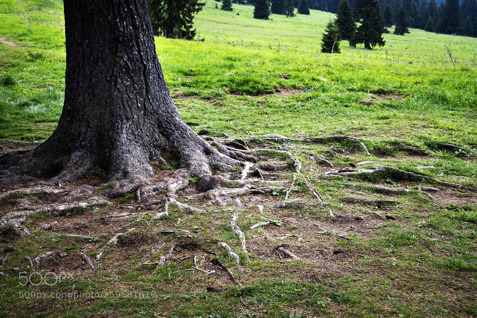 Nikon D5500 sample photo. Thick spruce trunk with photography