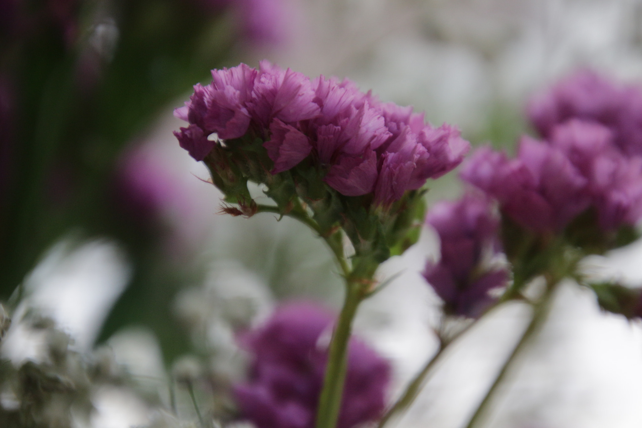 Canon EOS 100D (EOS Rebel SL1 / EOS Kiss X7) sample photo. Pembe cennet 2 photography