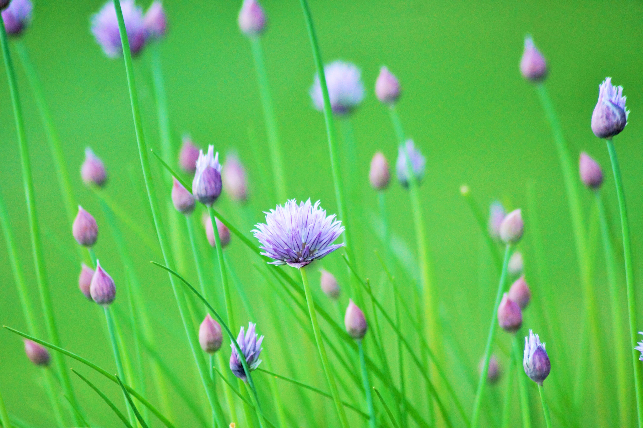 Sony SLT-A65 (SLT-A65V) sample photo. Natural photography