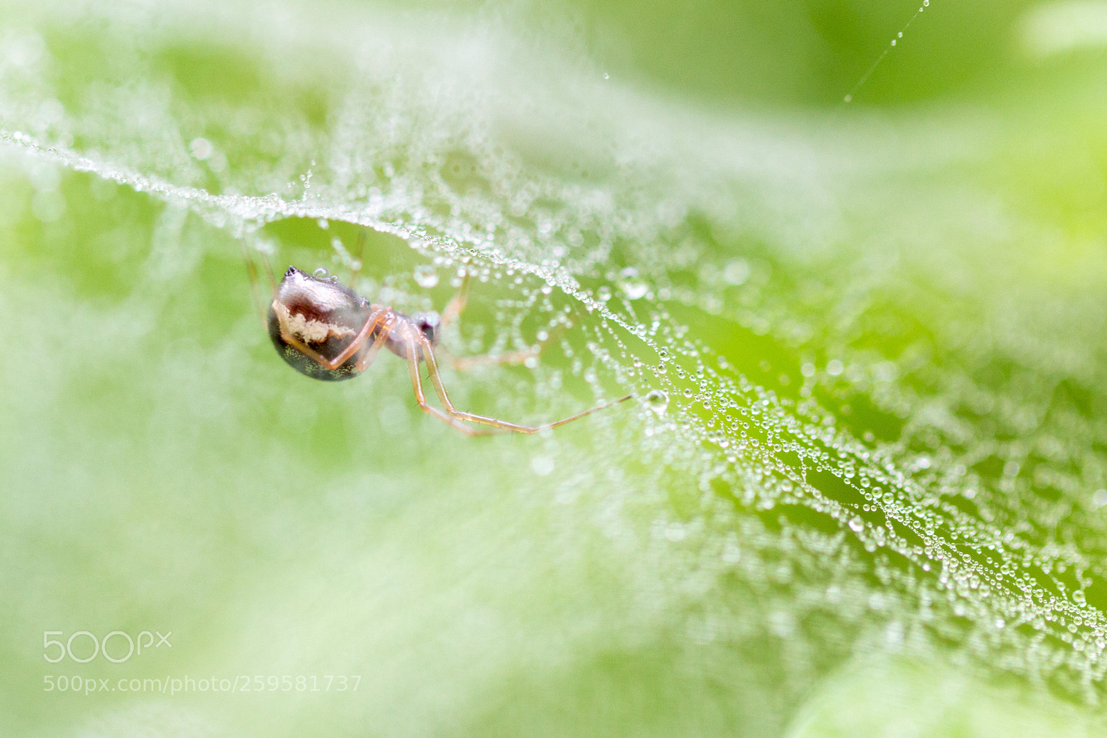 Canon EOS 70D sample photo. Spider dew photography
