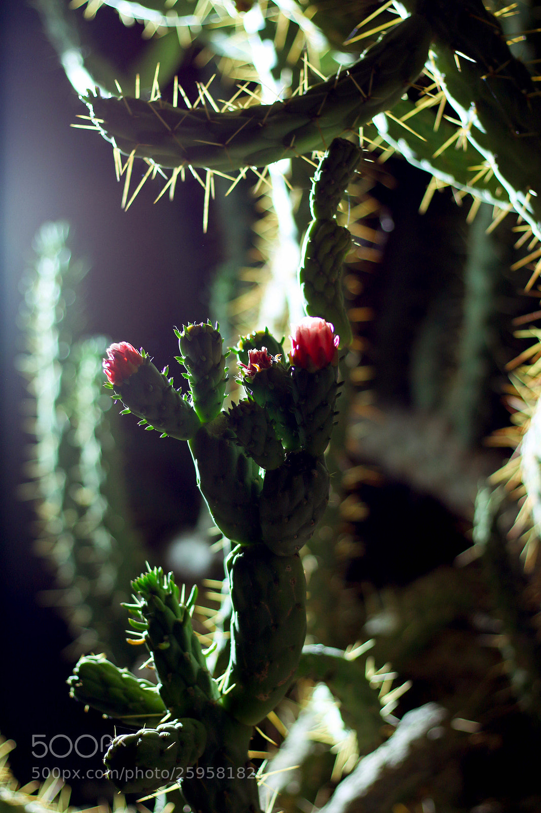 Canon EOS 70D sample photo. Untitled photography