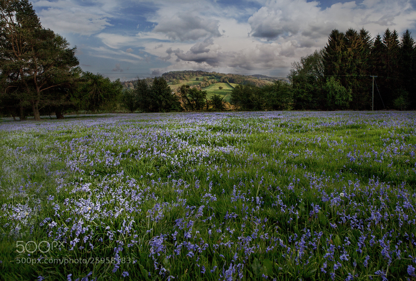 Canon EOS 5D Mark II sample photo. Bluebells carpet photography