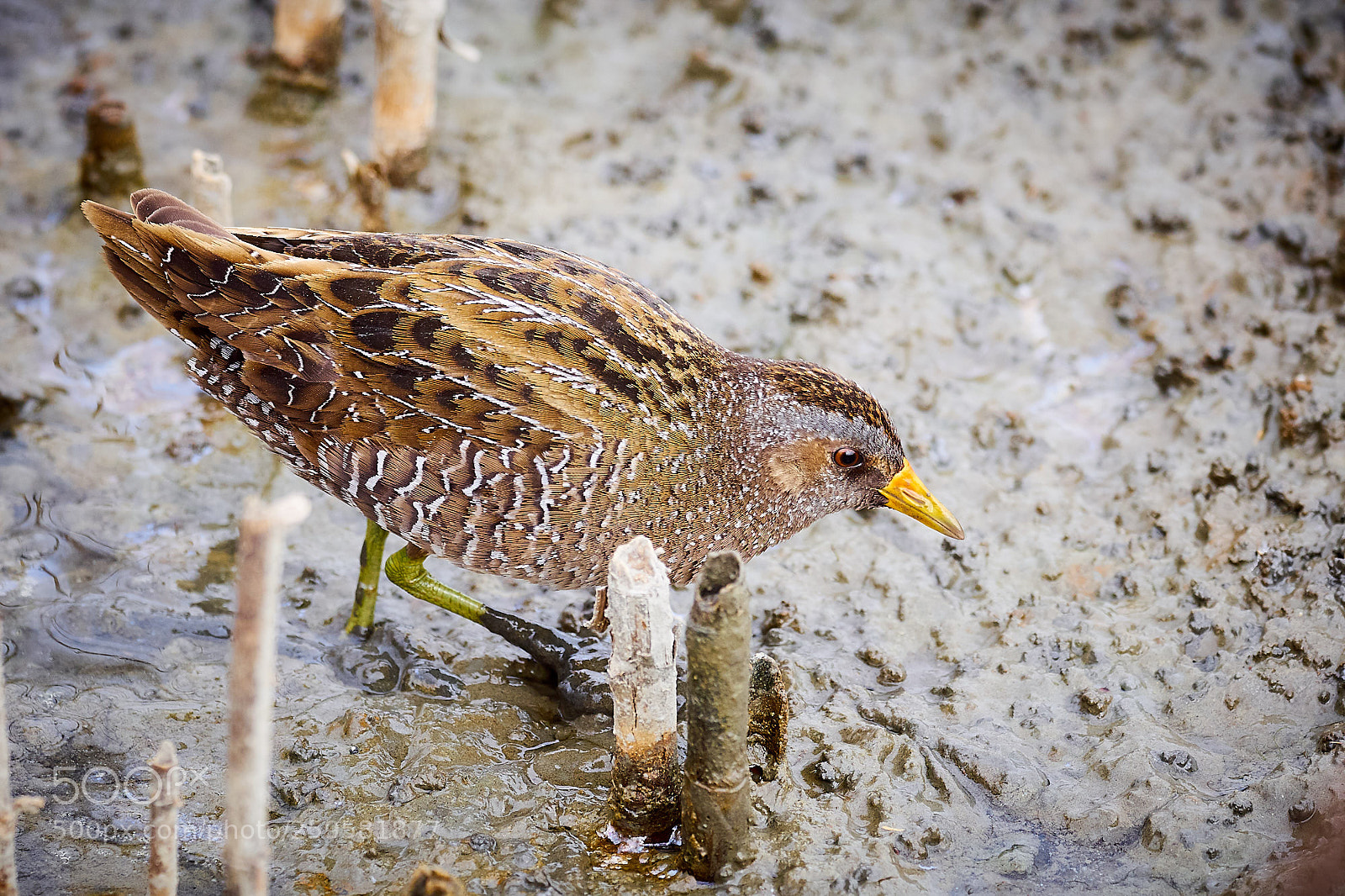 Olympus OM-D E-M1 sample photo. Tüpfelsumpfhuhn photography