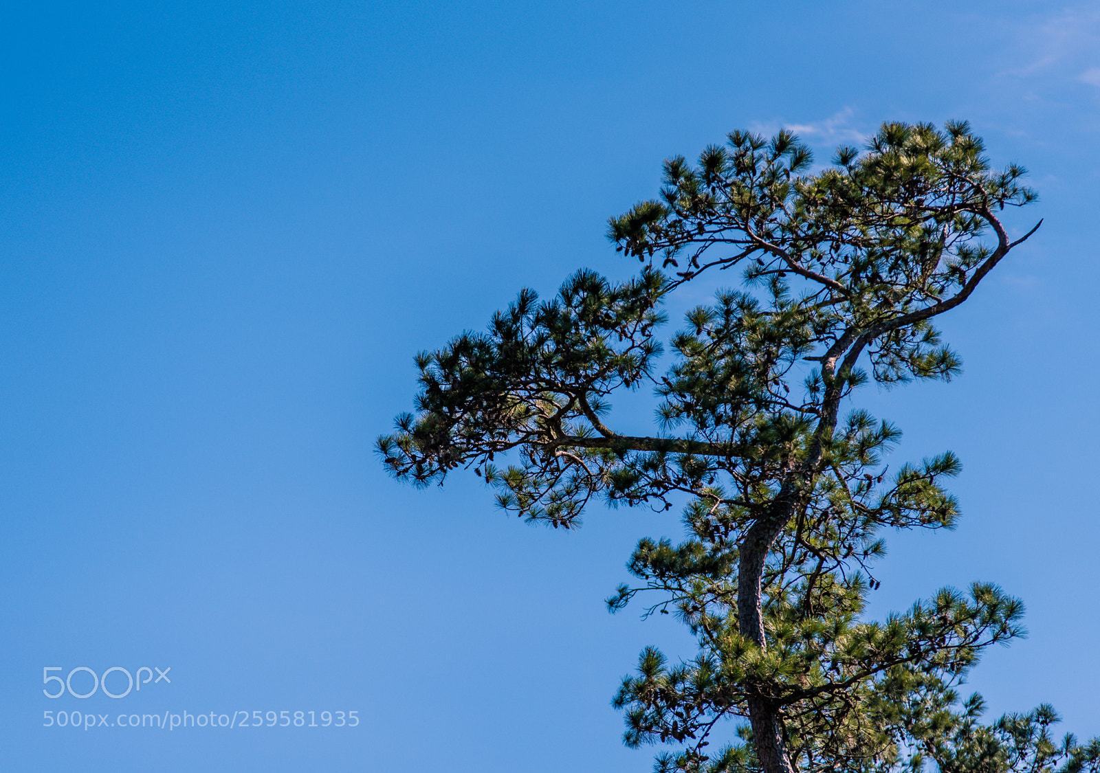 Nikon D750 sample photo. Rnp_4315-2.jpg photography
