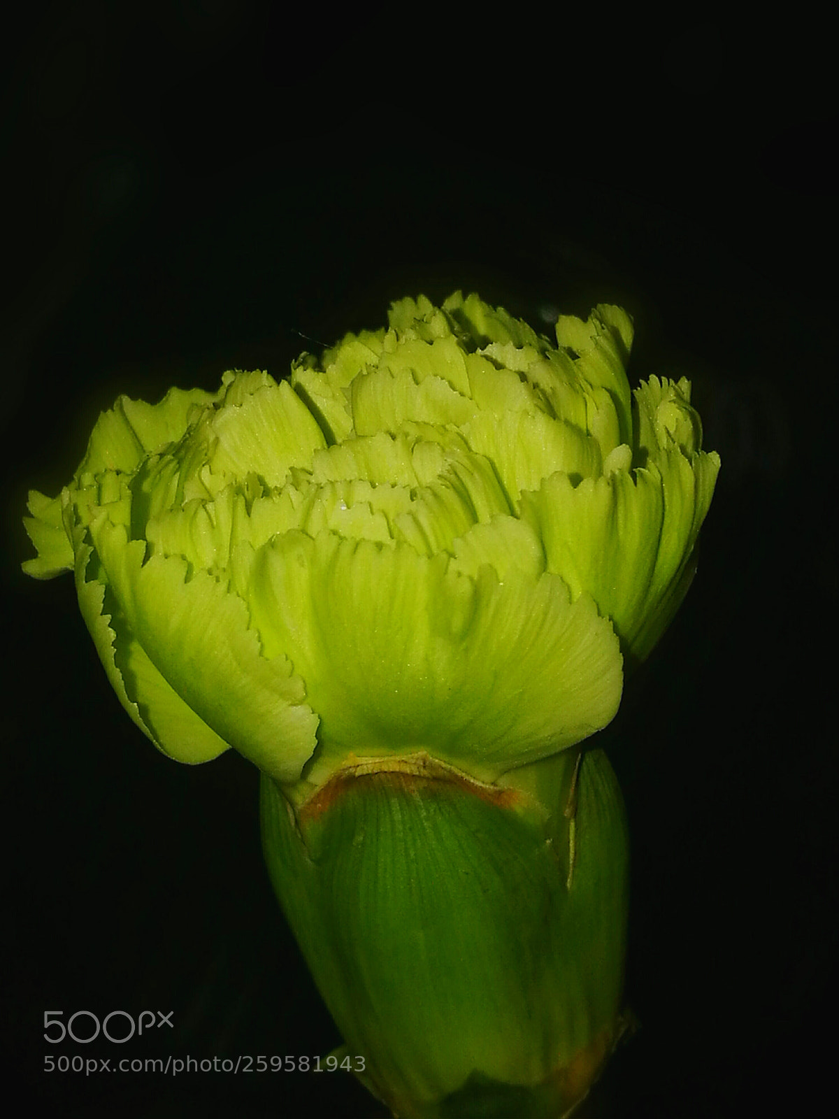 HUAWEI P9 sample photo. Modest mustard  photography