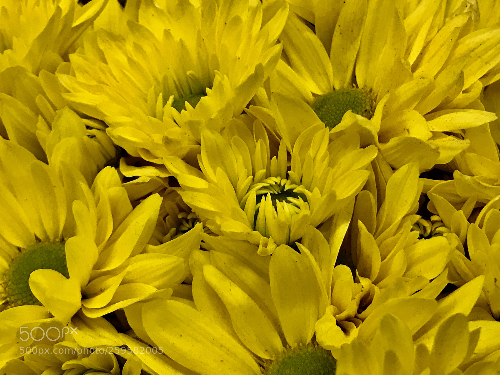 Apple iPhone 7 Plus sample photo. Yellow  photography