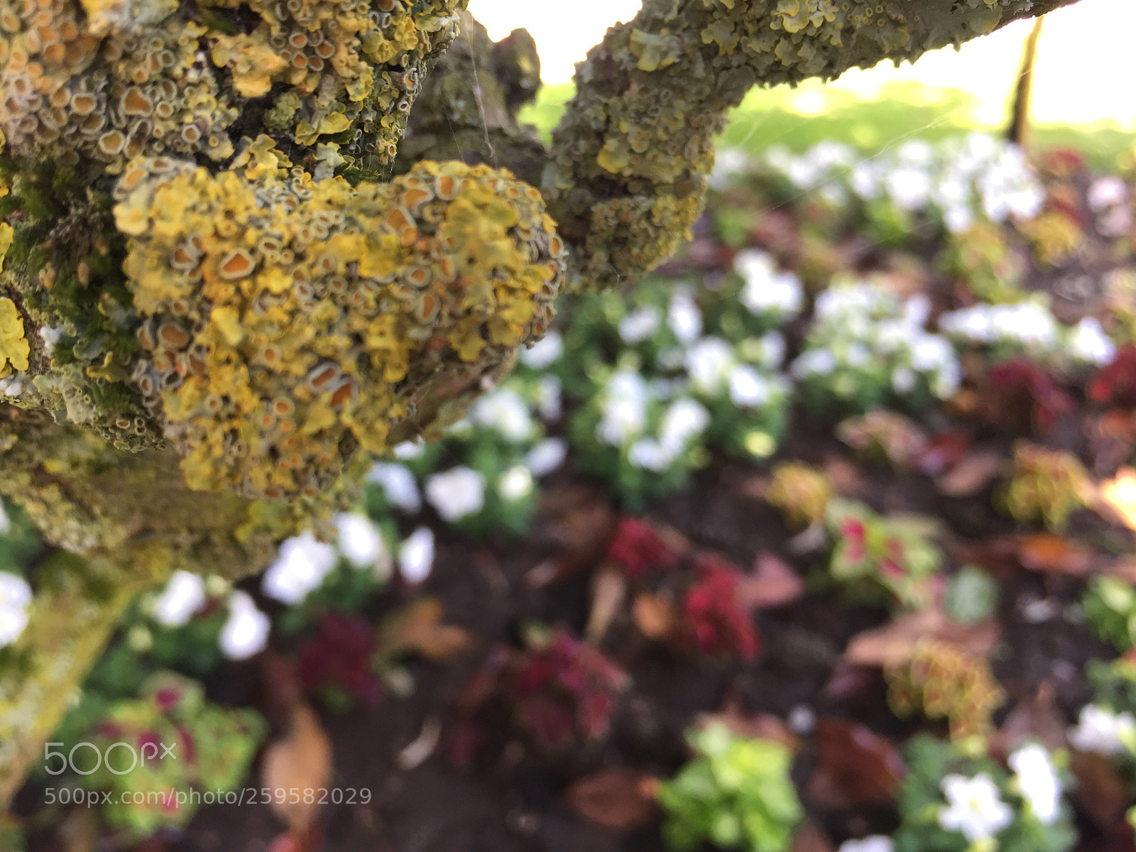 Apple iPhone 6 Plus sample photo. Untitled photography