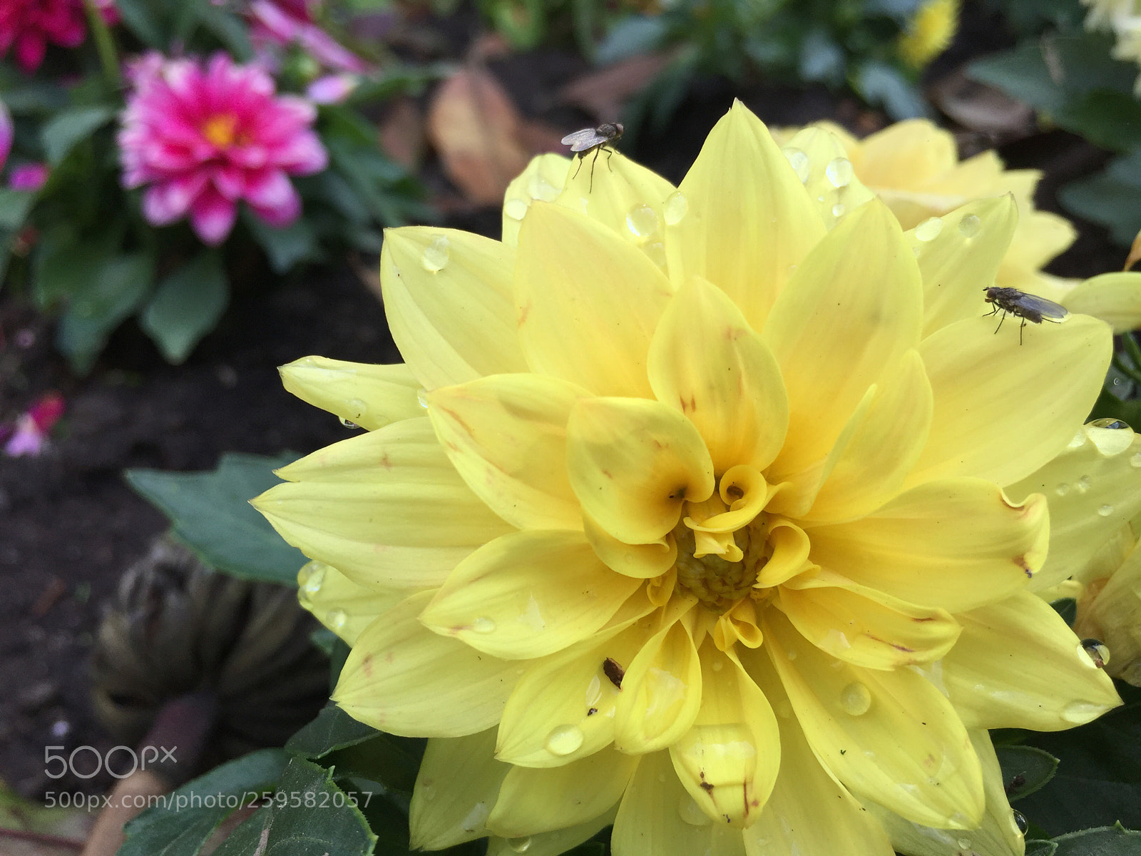Apple iPhone 6 Plus sample photo. Untitled photography