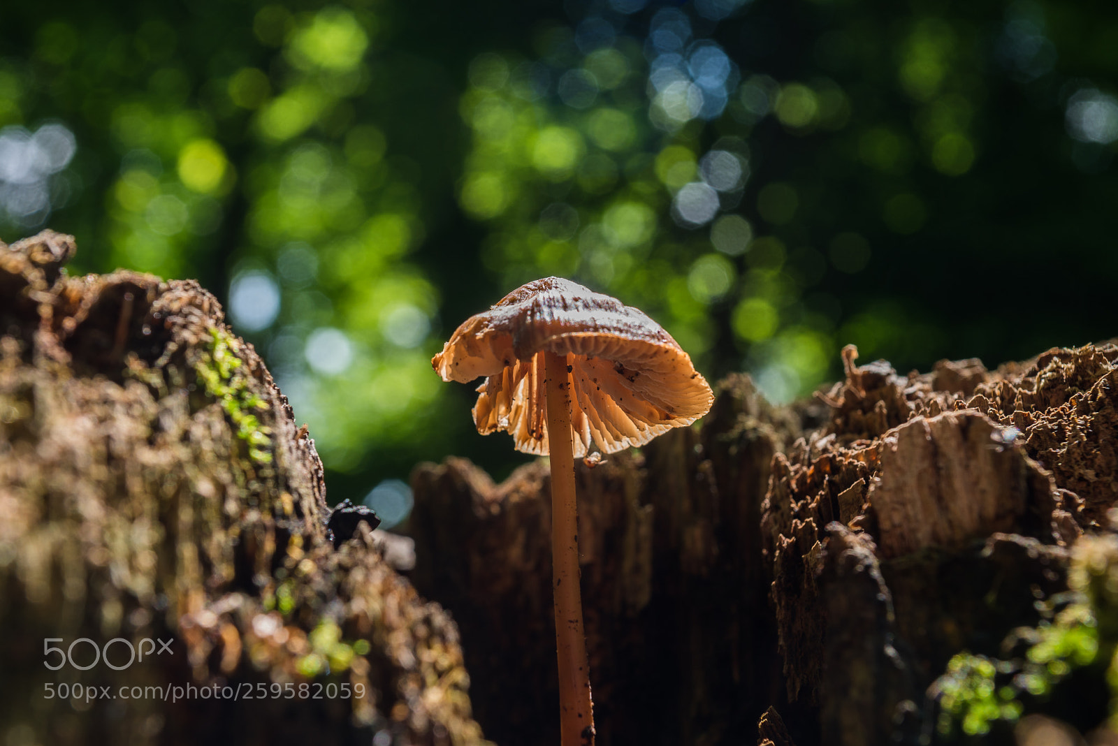 Nikon D750 sample photo. Muschroom photography