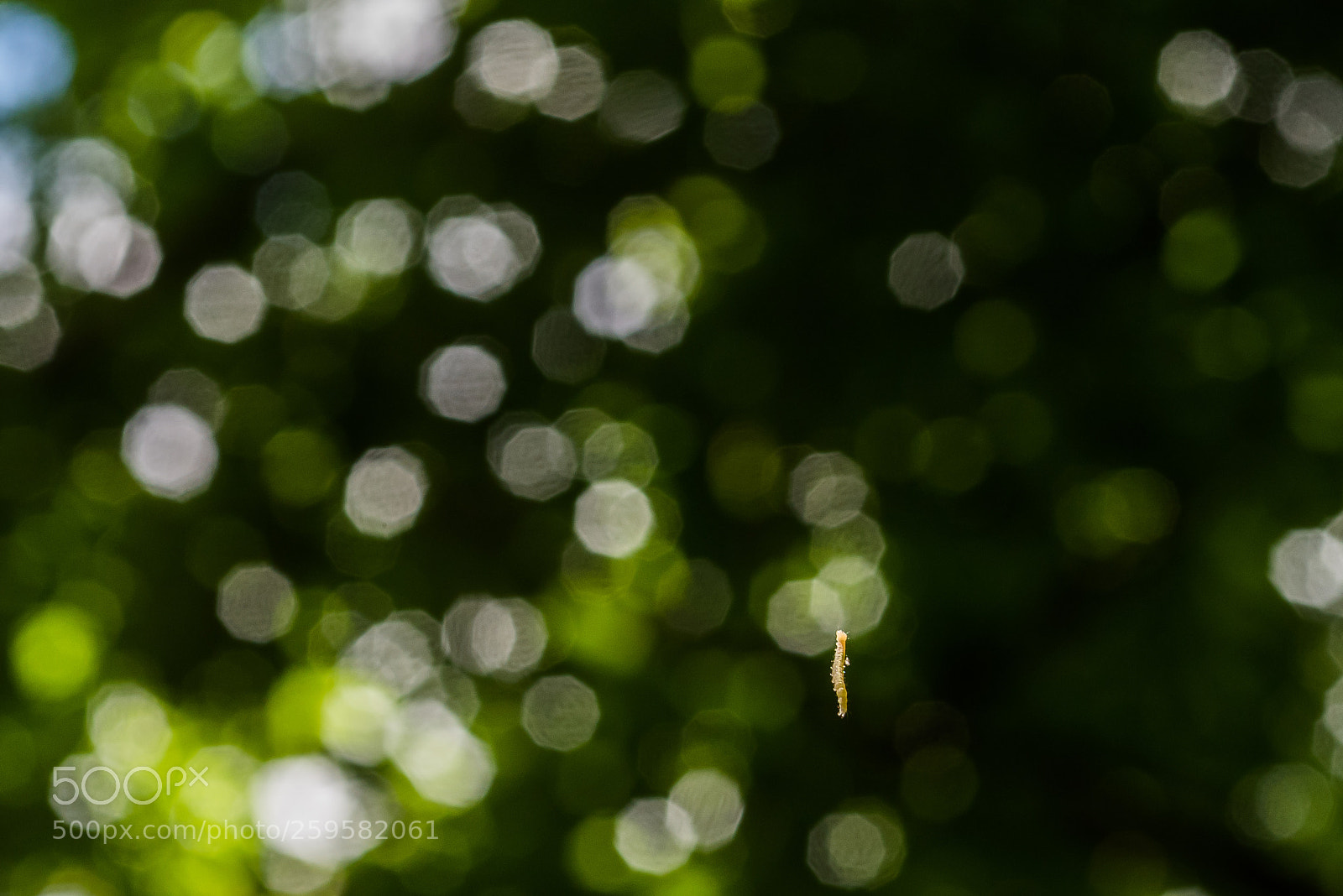 Nikon D750 sample photo. Almost butterfly photography