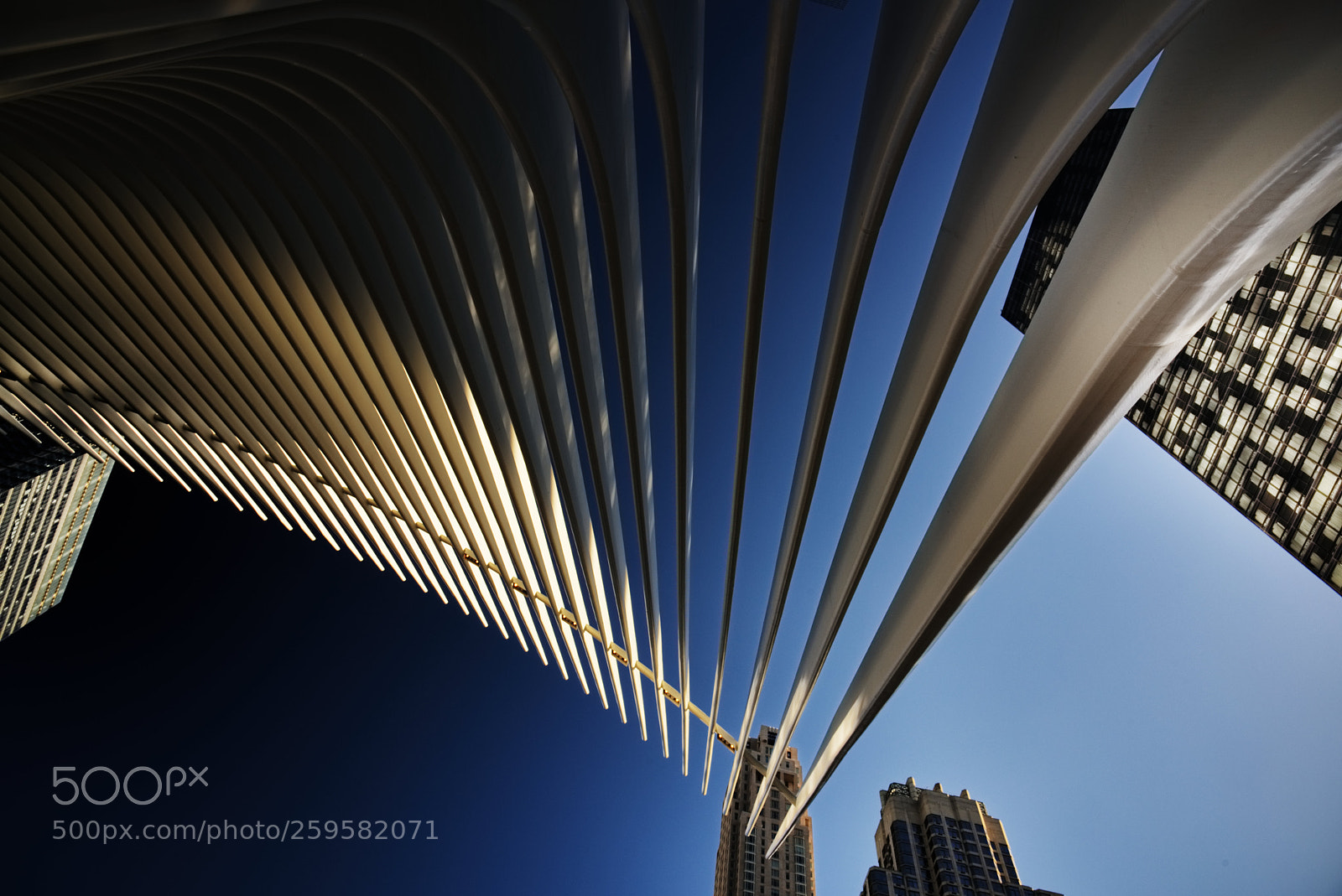 Nikon D810 sample photo. The oculus photography