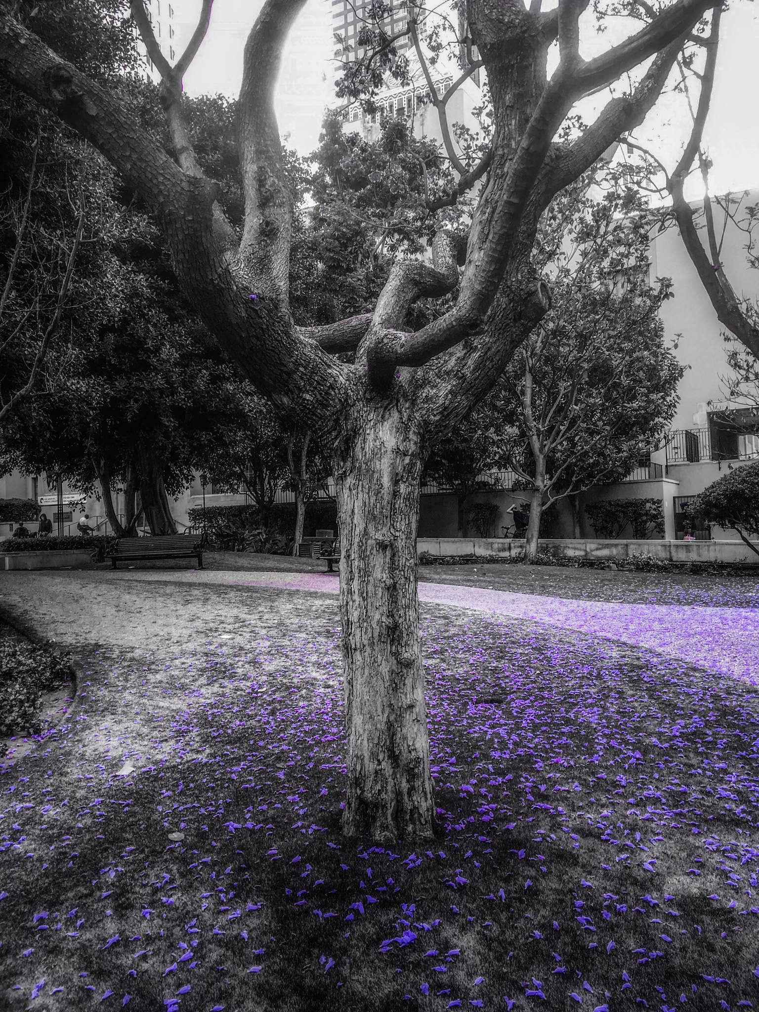 Apple iPad Pro sample photo. Purple haze photography