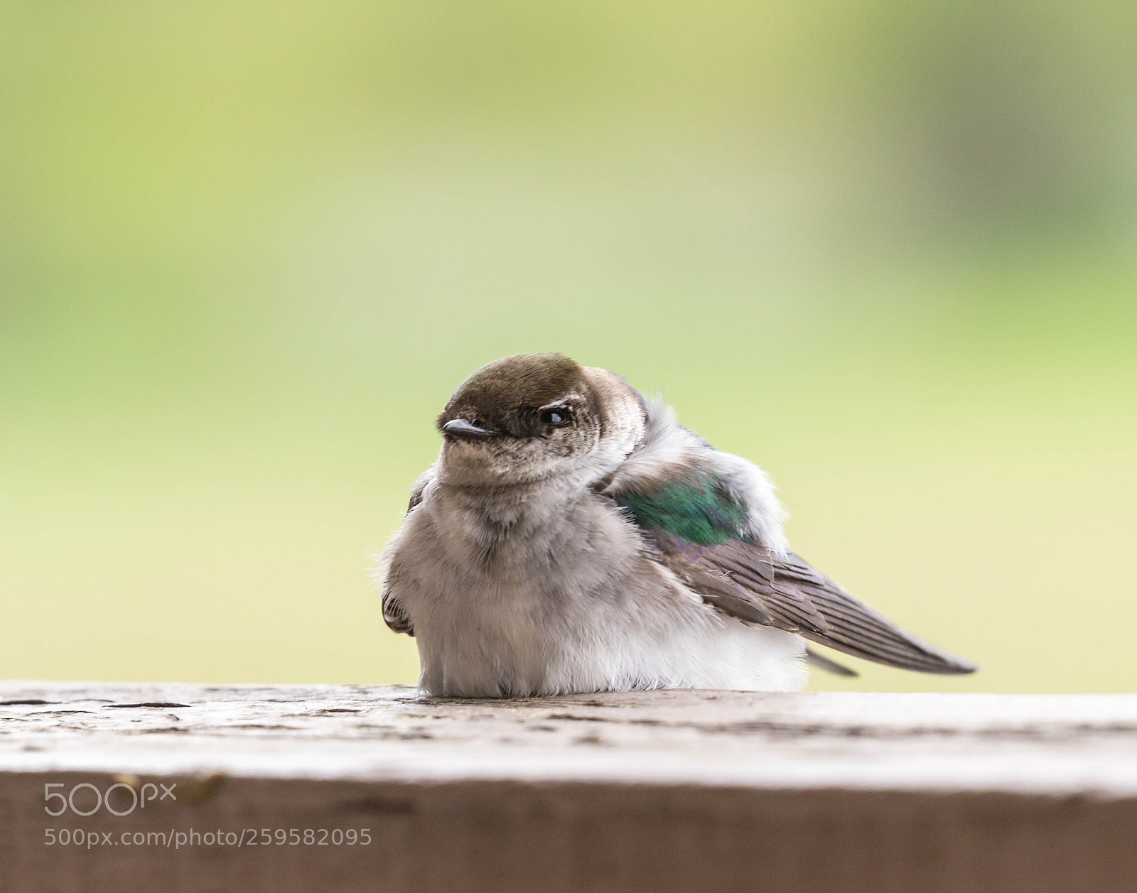 Canon EOS 600D (Rebel EOS T3i / EOS Kiss X5) sample photo. Young cliff swallow photography