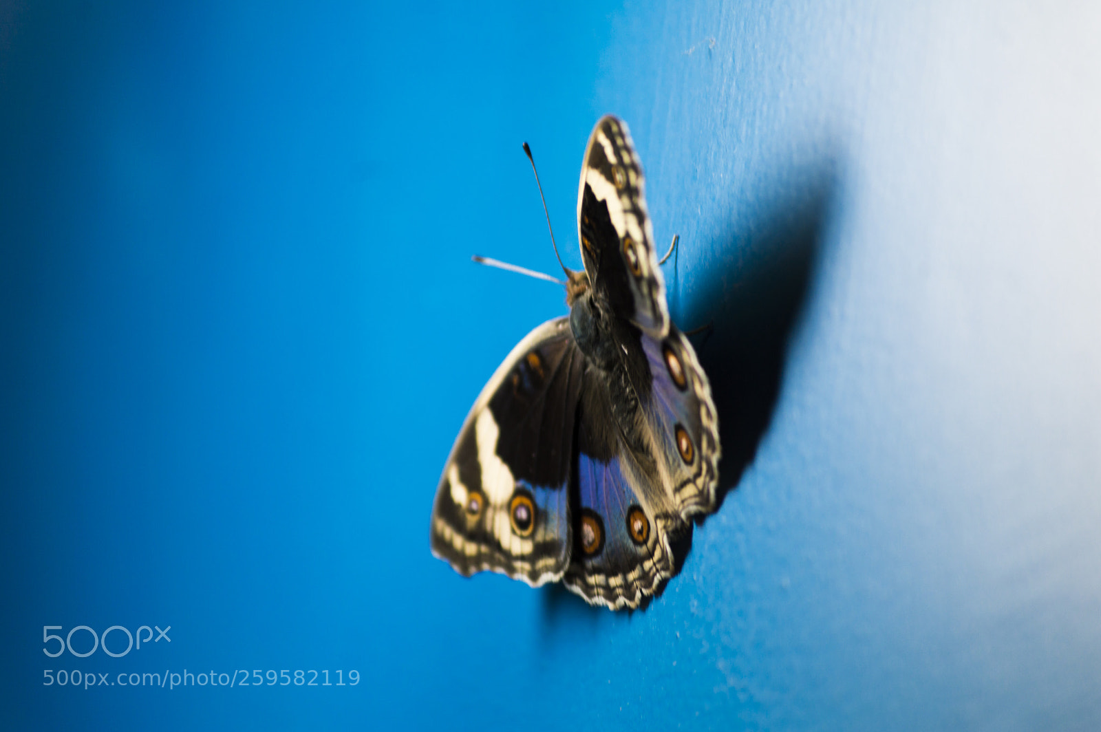 Nikon D3200 sample photo. Blue pansy butterfly photography