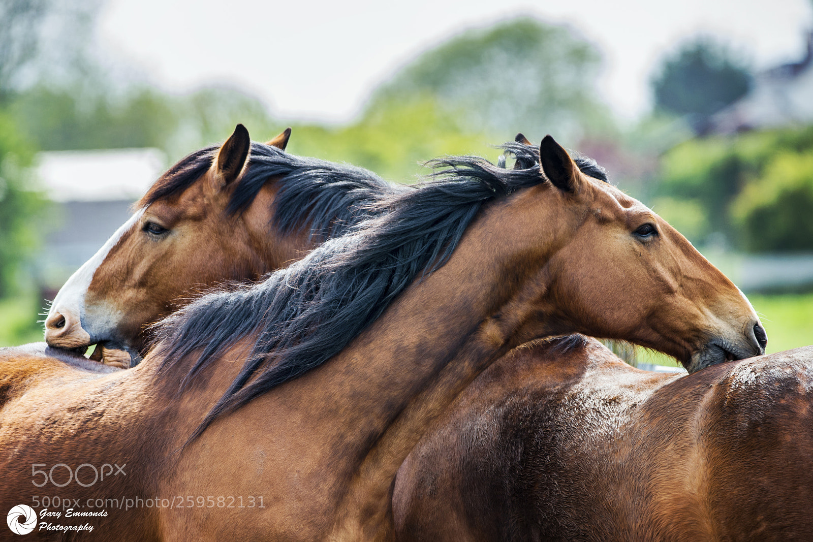 Nikon D800 sample photo. You scratch my back.......... photography