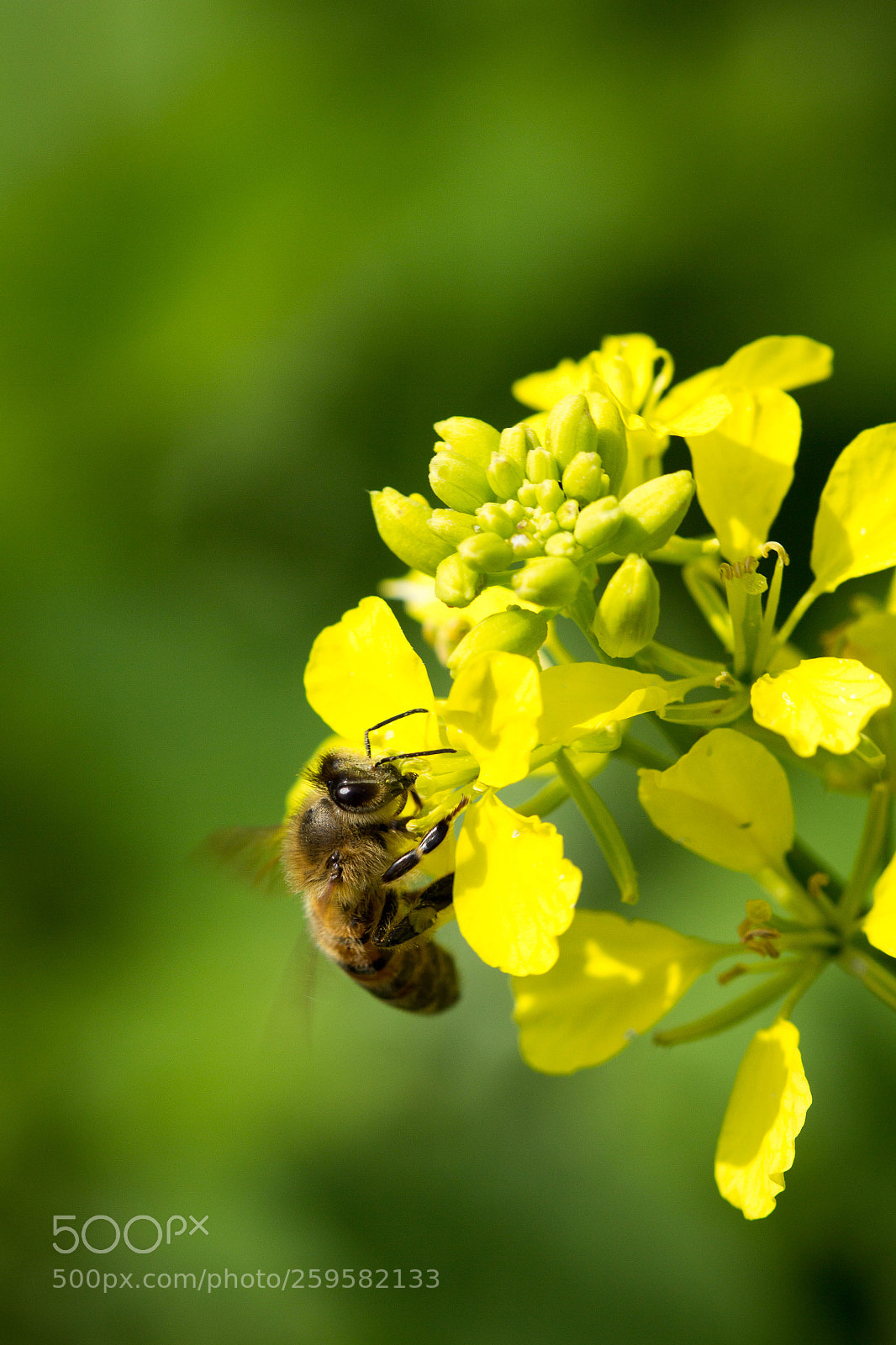 Canon EOS 60D sample photo. Biene an brennnessel photography