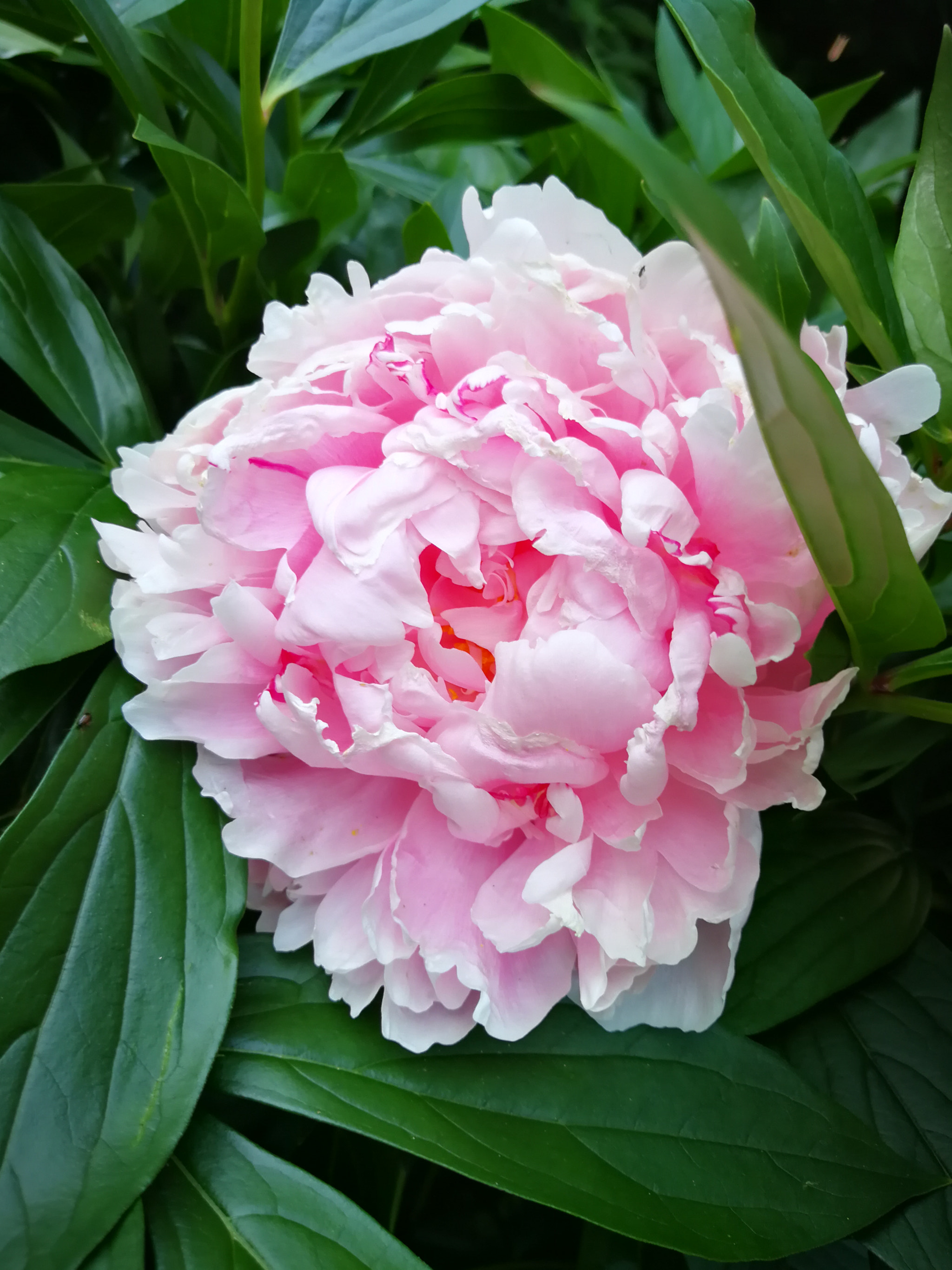 HUAWEI P10 Plus sample photo. Flower photography
