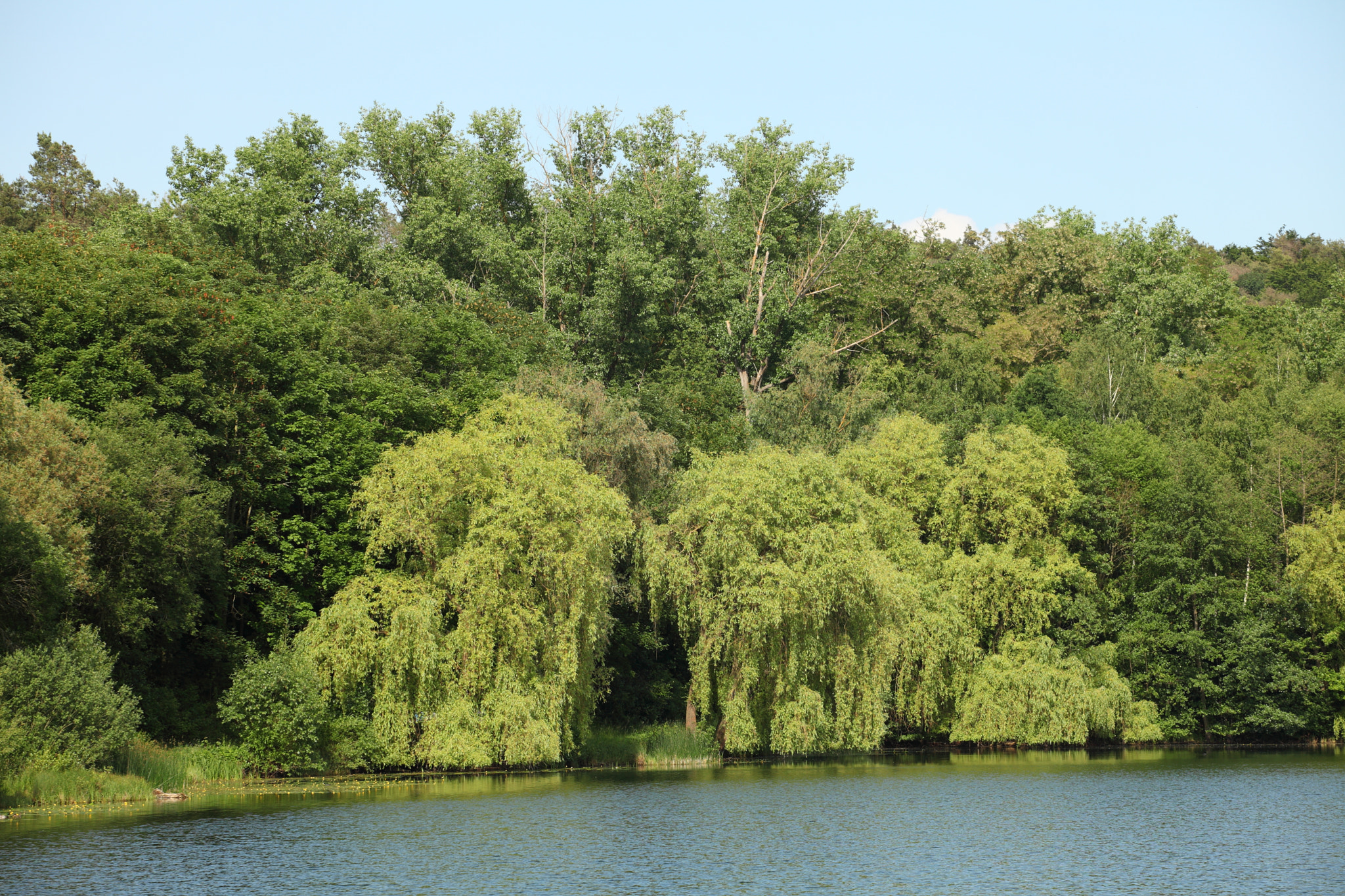 Canon EF 70-200mm F4L USM sample photo. Forest on the lake photography