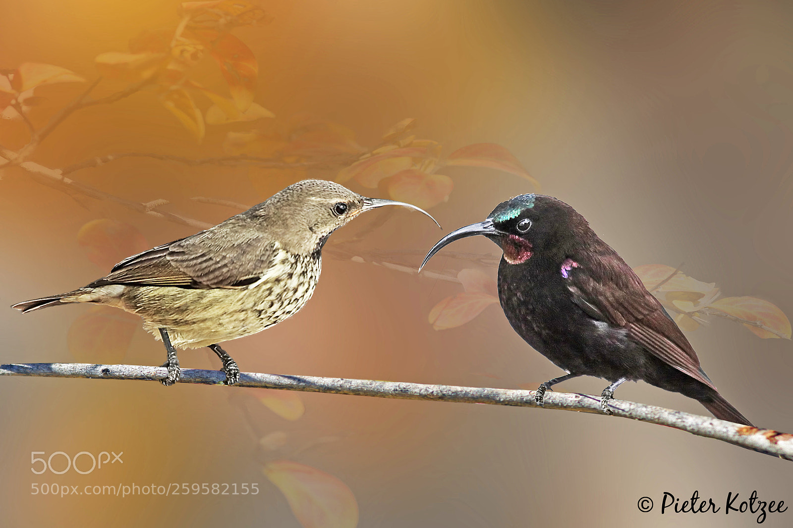 Canon EOS 50D sample photo. Sunbirds photography