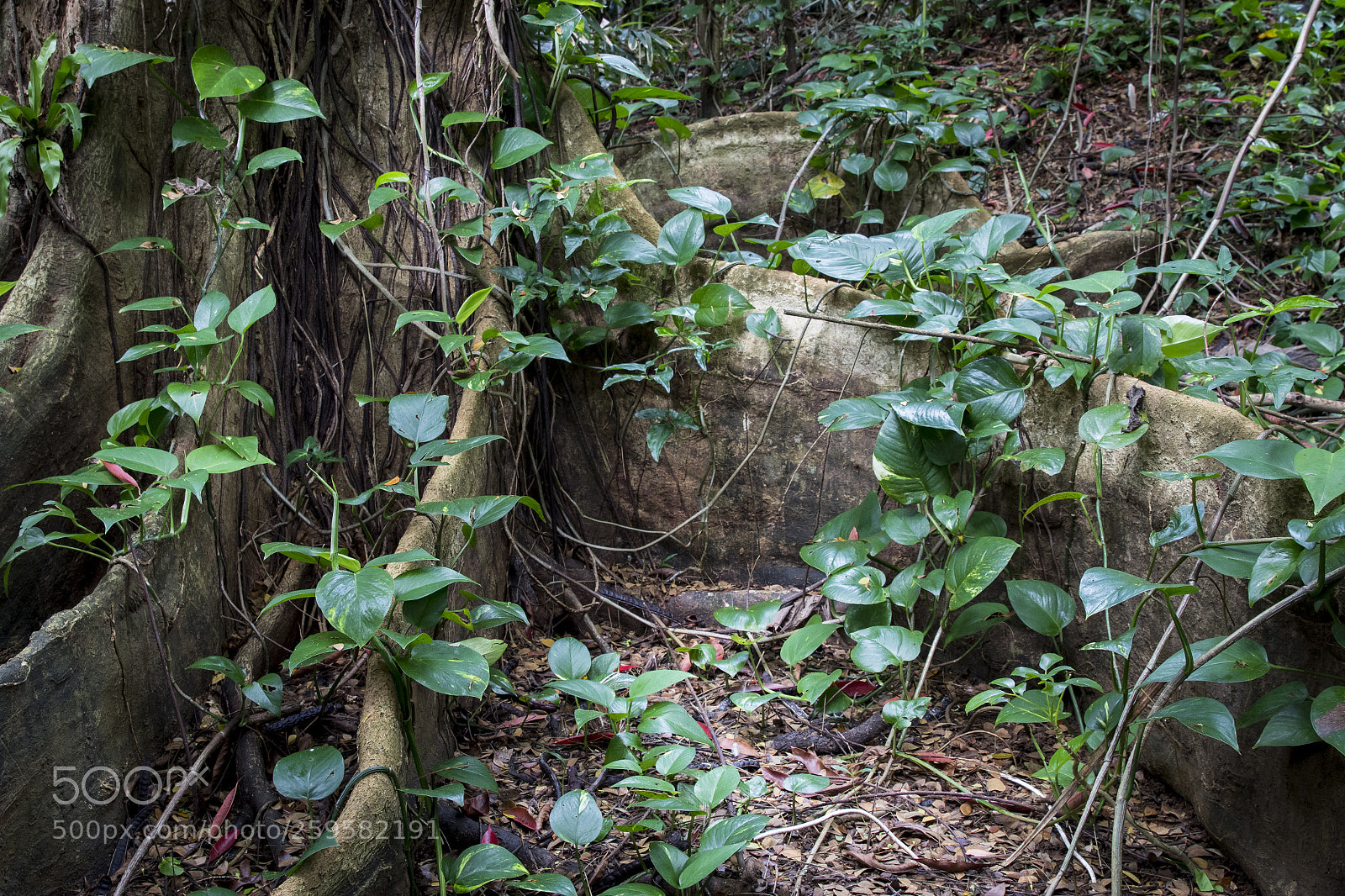 Canon EOS 7D Mark II sample photo. Pathos on buttress roots photography