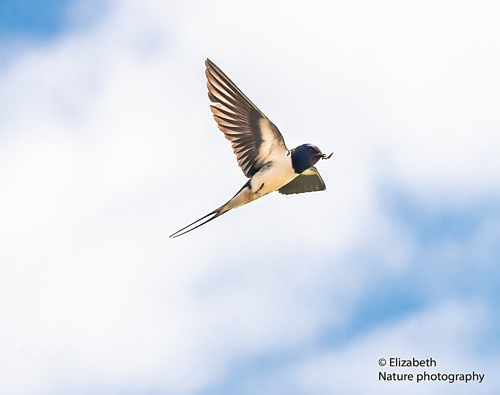 Nikon D500 + Nikon AF-S Nikkor 200-500mm F5.6E ED VR sample photo. Barn swallow with nesting material photography