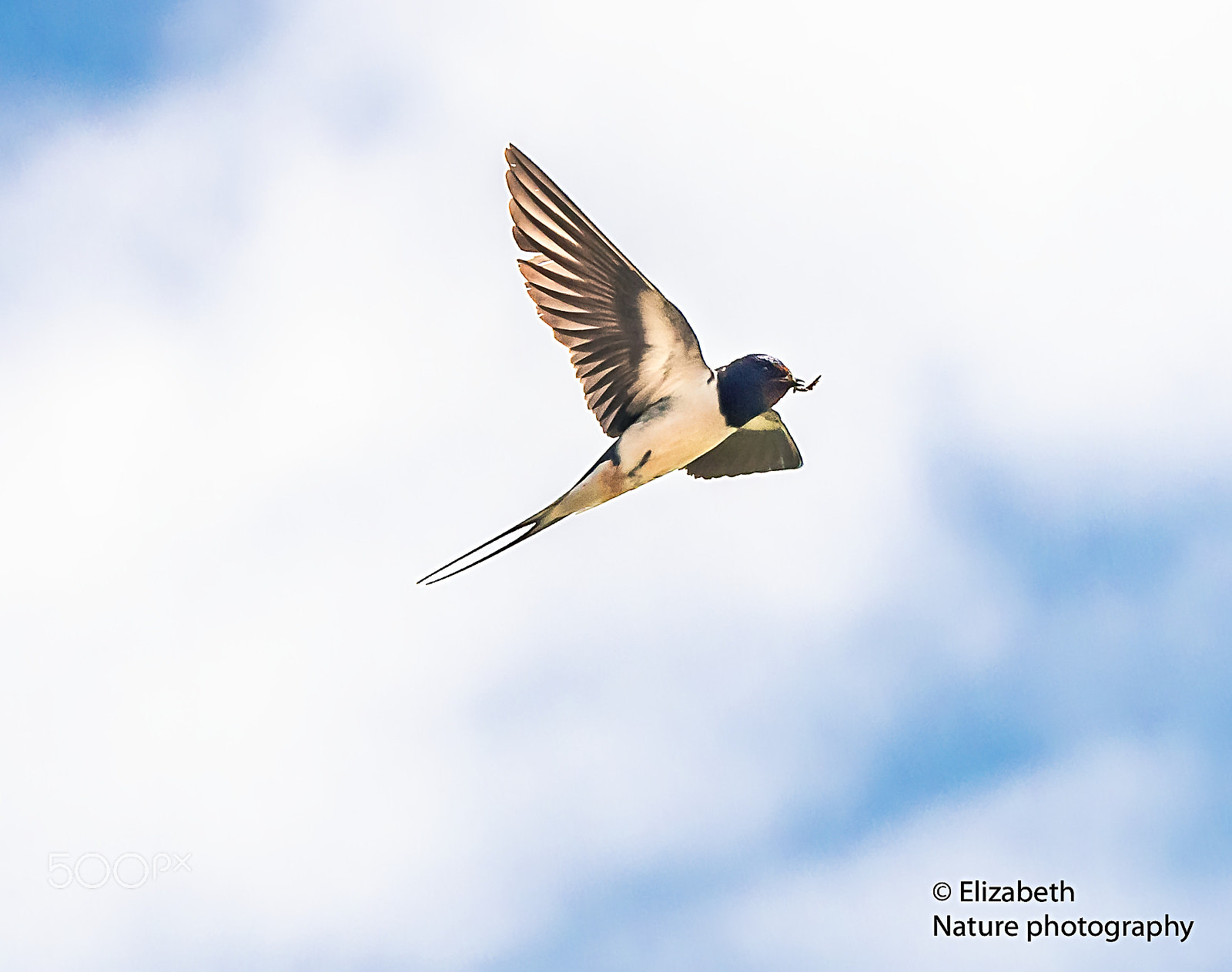 Nikon AF-S Nikkor 200-500mm F5.6E ED VR sample photo. Barn swallow with nesting material photography