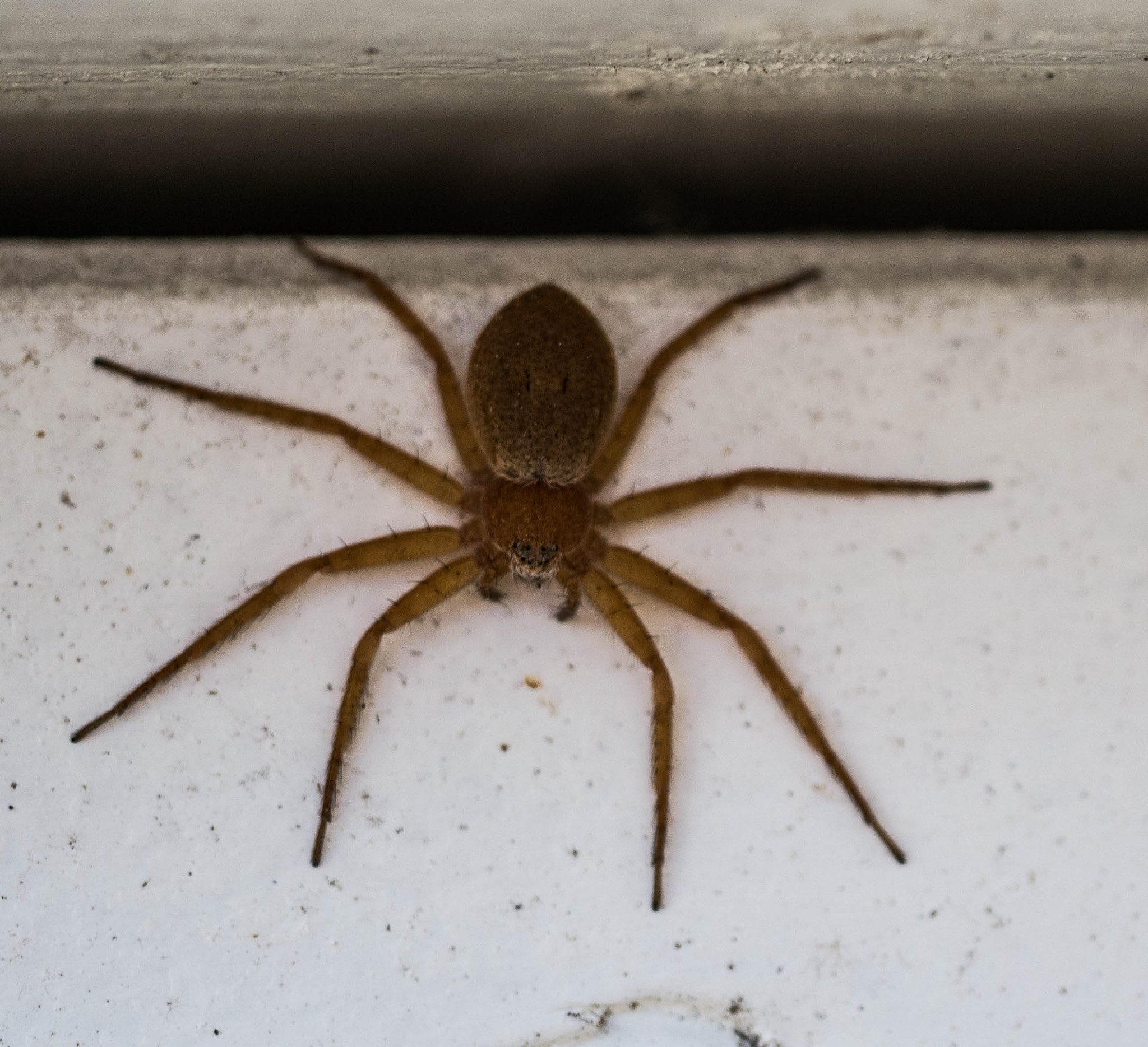 Panasonic DMC-G81 sample photo. Spinne photography