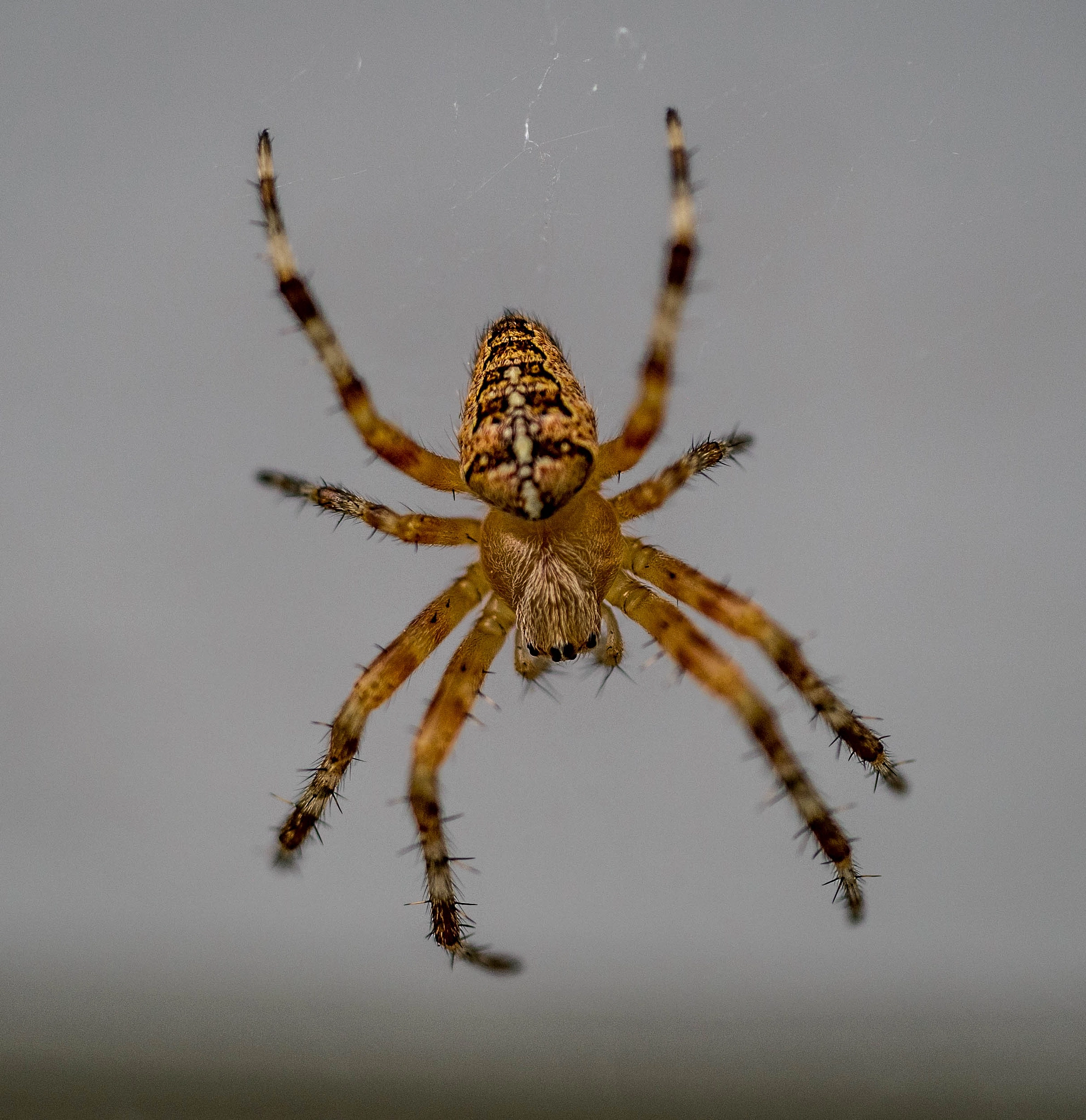 Panasonic DMC-G81 sample photo. Spinne photography