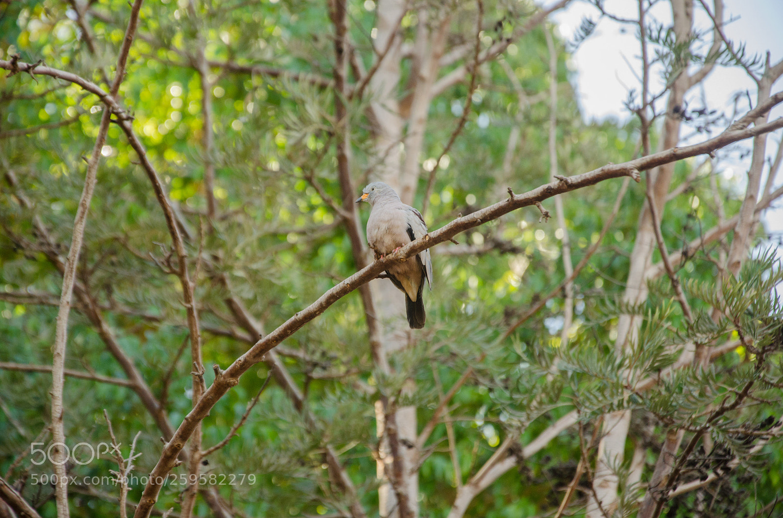 Nikon D5100 sample photo. A quiet observer photography