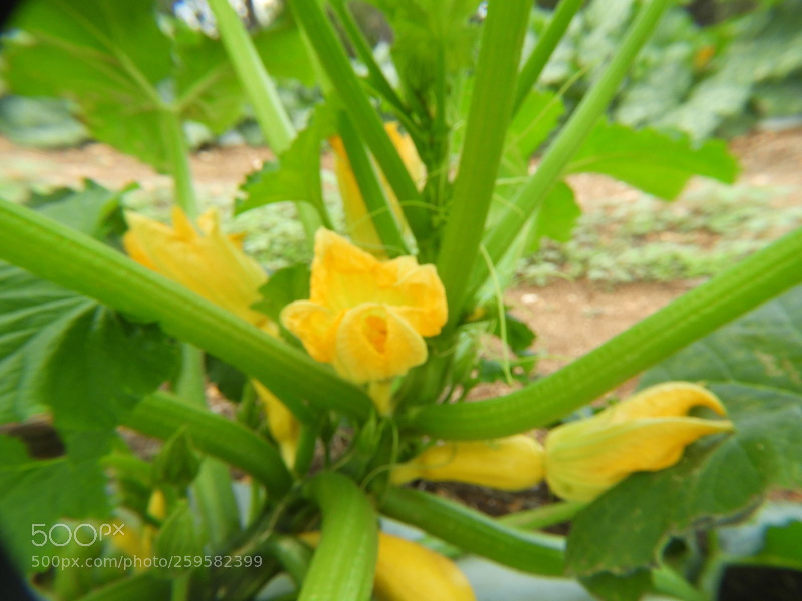 Nikon Coolpix B700 sample photo. Yellow squash flower and photography