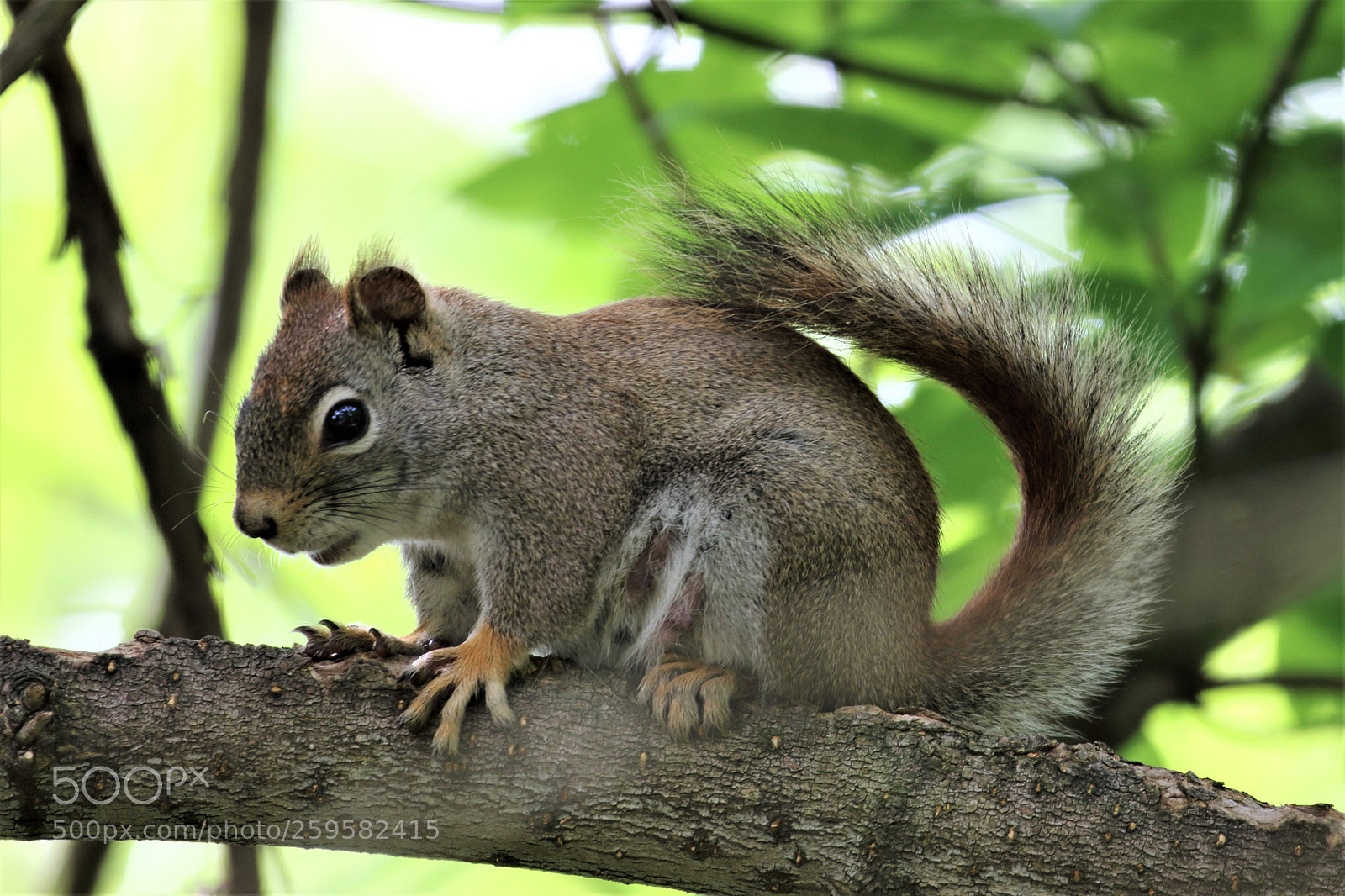 Canon EOS 7D Mark II sample photo. Squirrel photography