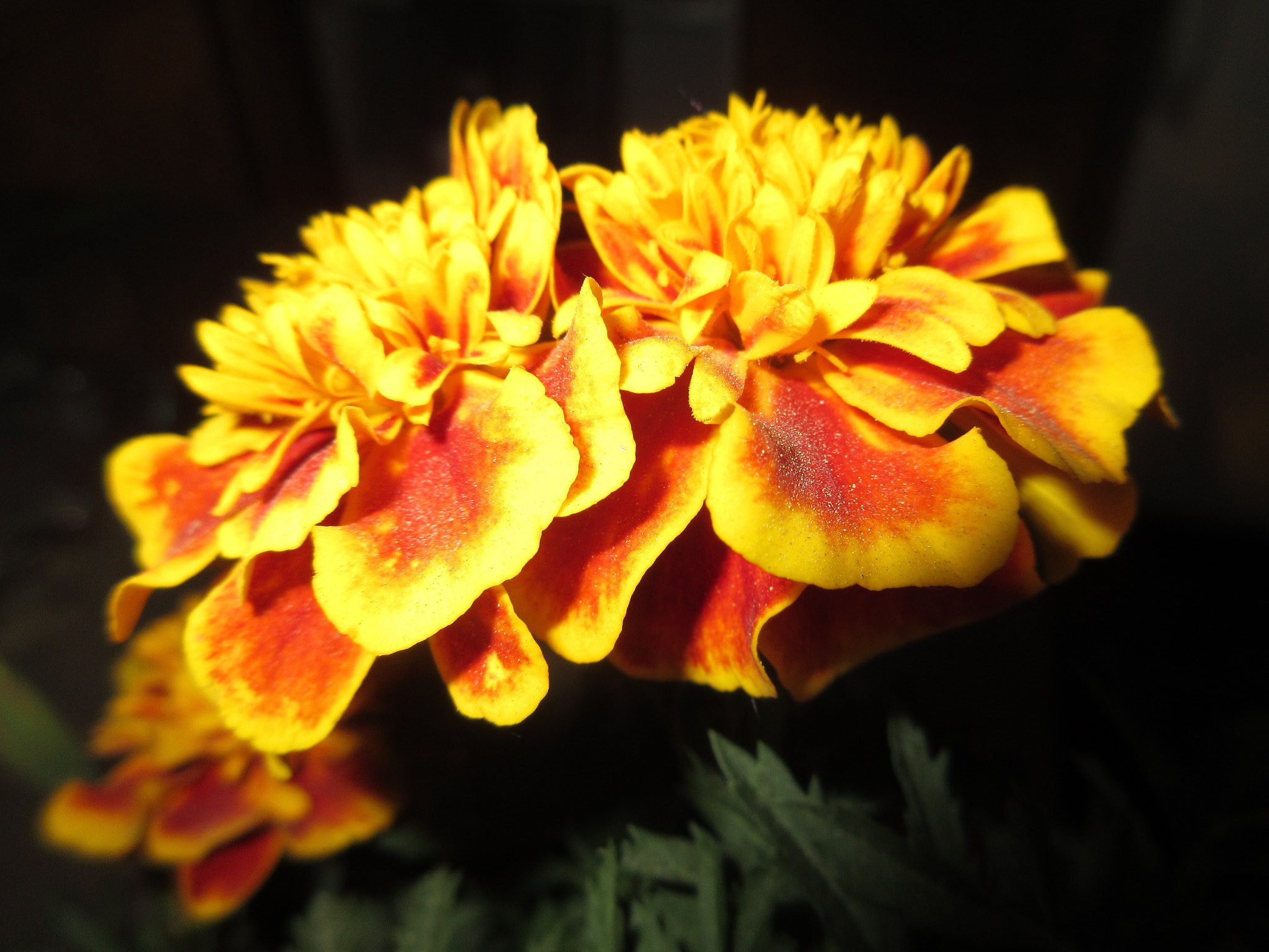 Canon PowerShot ELPH 350 HS (IXUS 275 HS / IXY 640) sample photo. Marigolds!!! photography