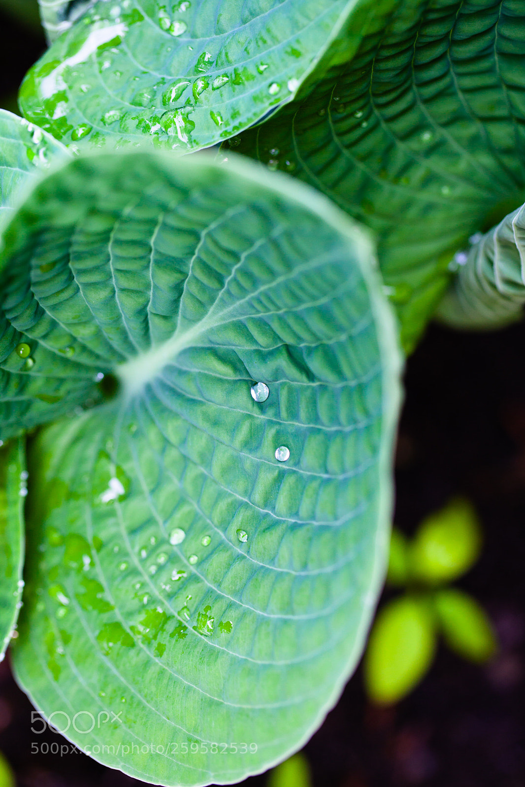Canon EOS 5D Mark II sample photo. Apr s la pluie photography