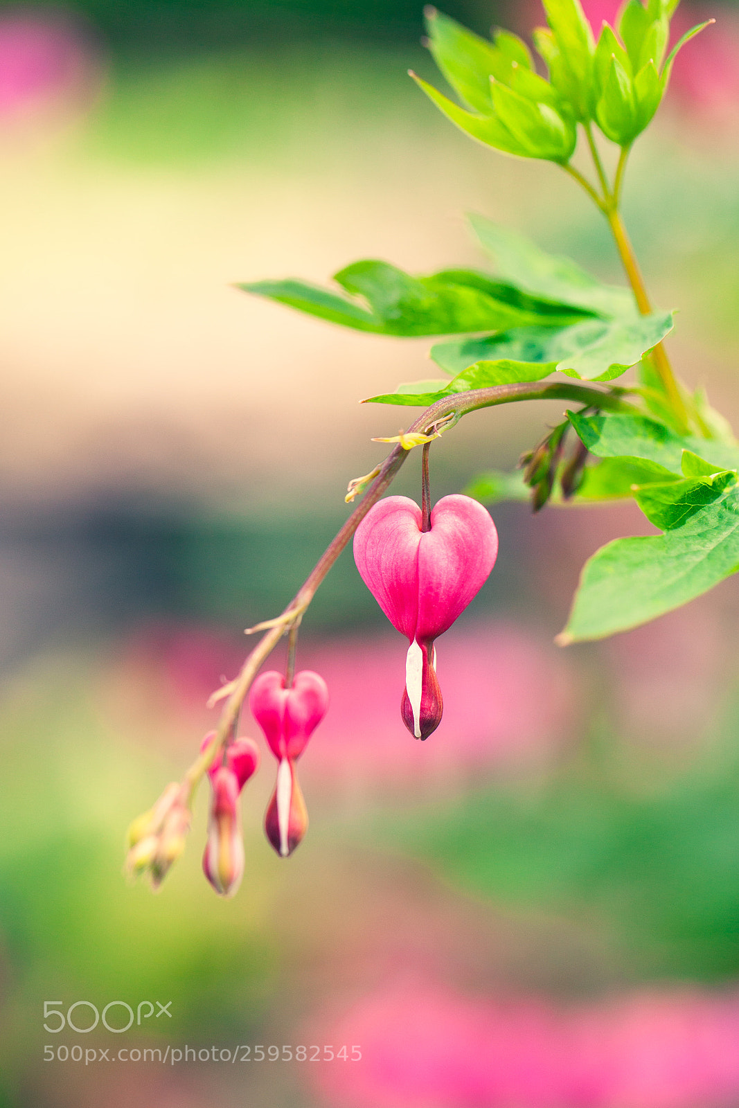 Canon EOS 5D Mark II sample photo. Bleeding heart photography
