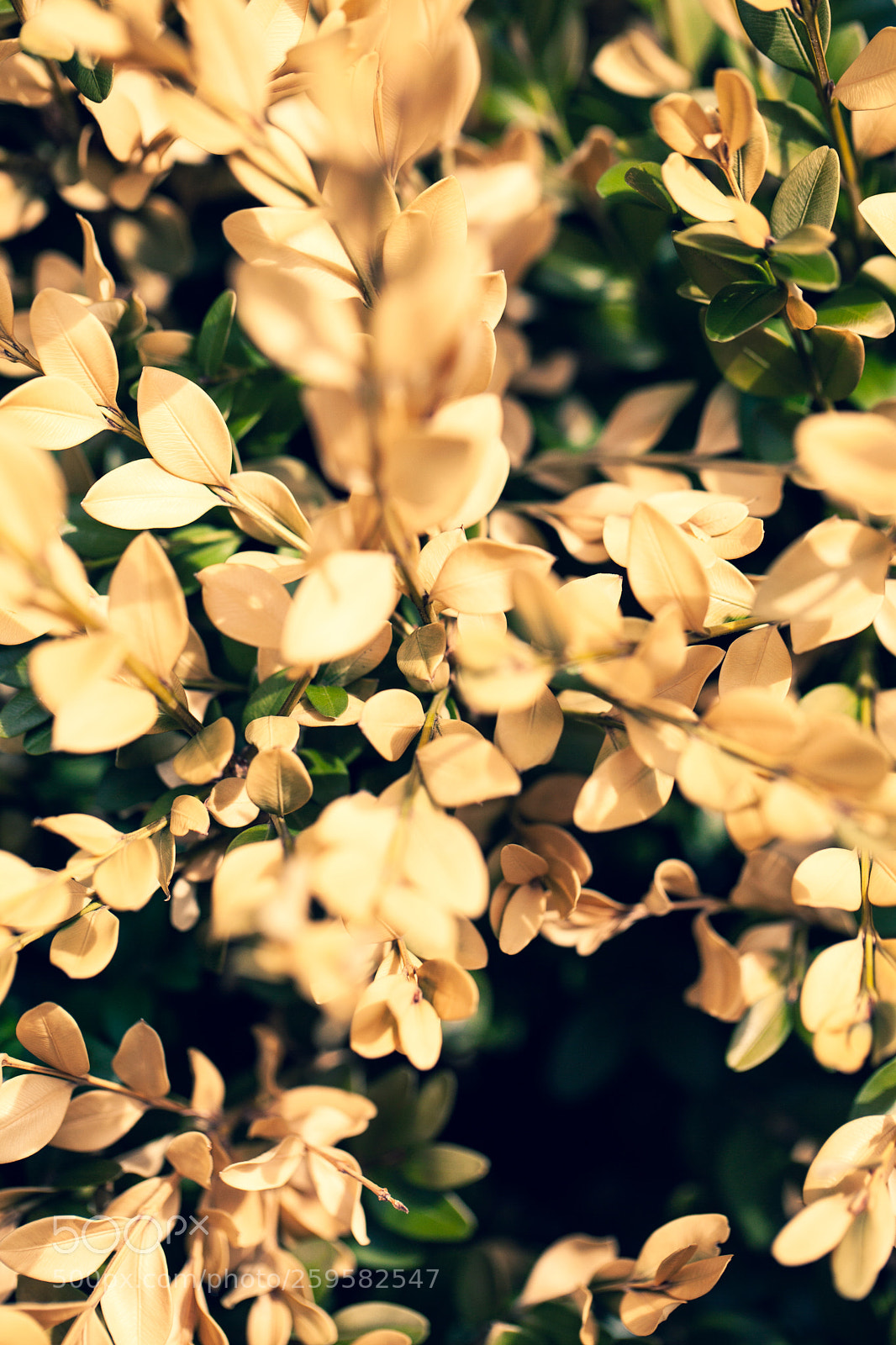 Canon EOS 5D Mark II sample photo. Petites feuilles photography